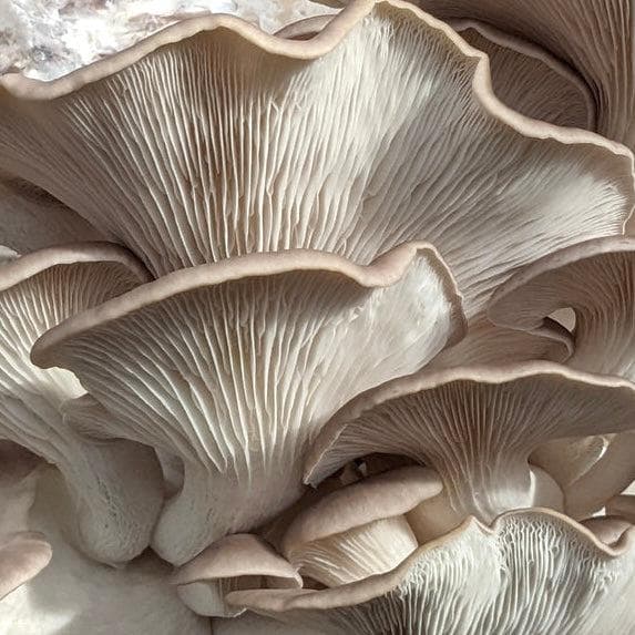 Organic Italian Oyster Mushroom Grain Spawn - Image 5