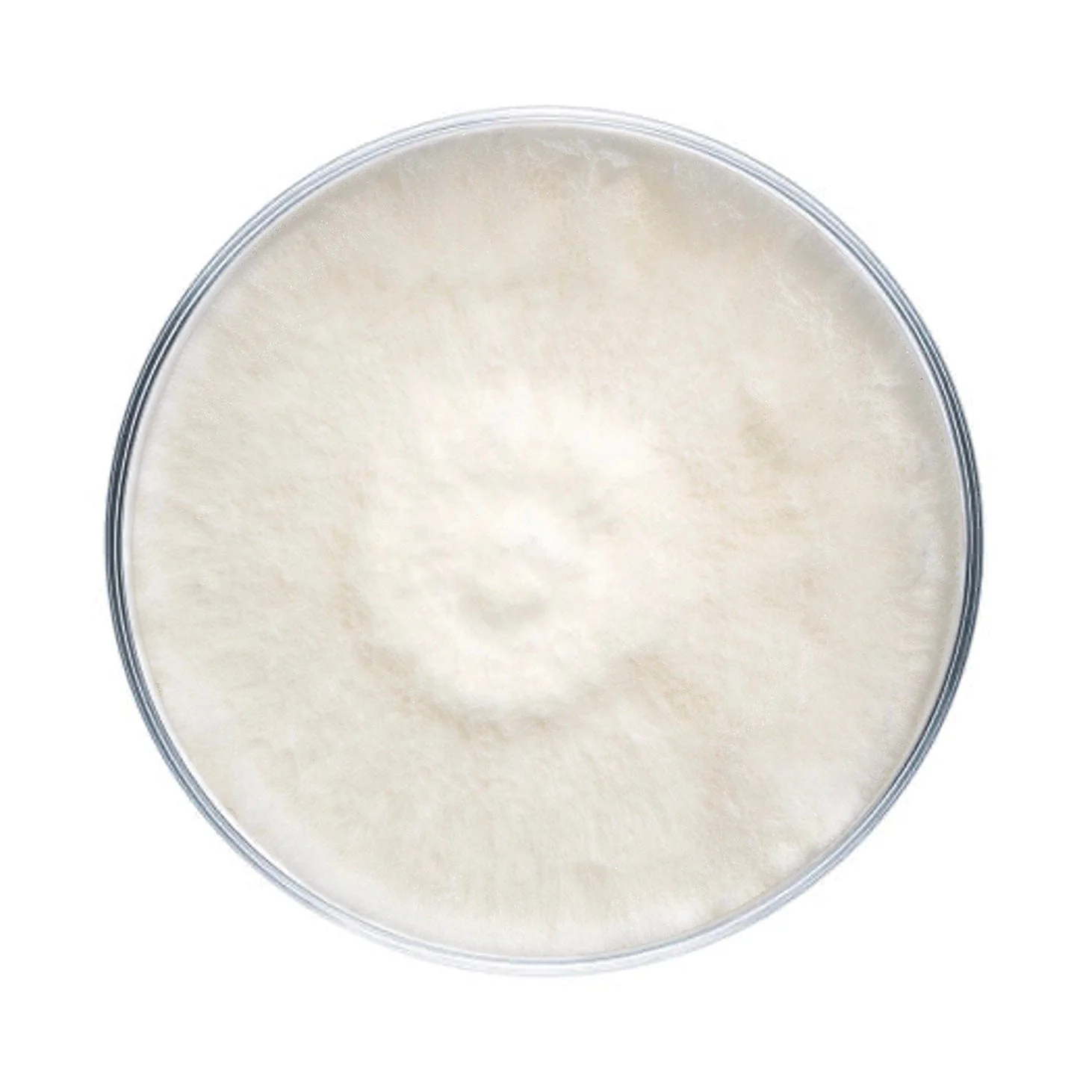 Italian Oyster Mushroom Plate Culture - Image 4