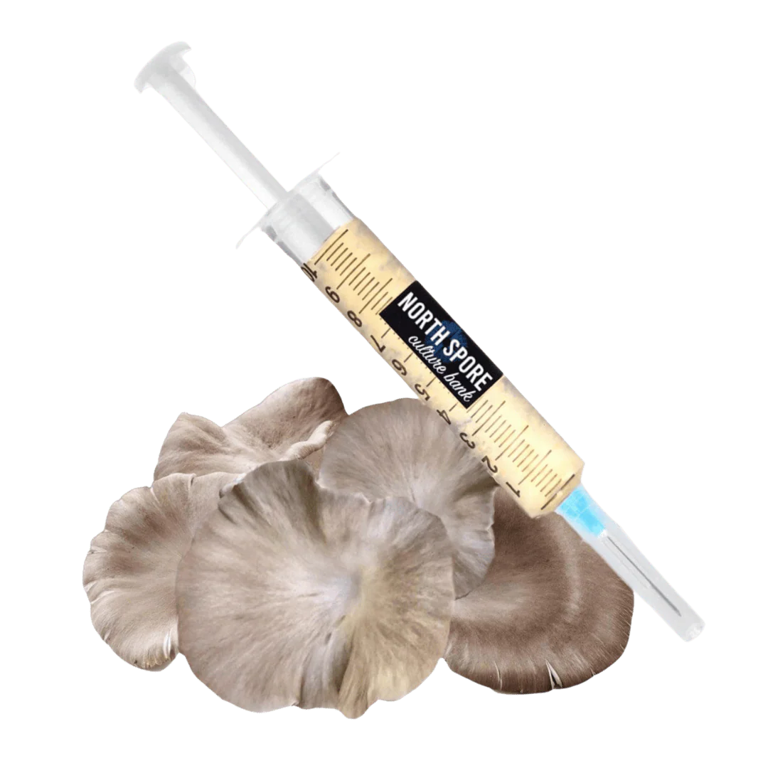 Organic Italian Oyster Mushroom Liquid Culture Syringe