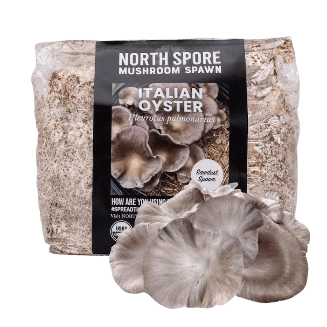 Organic Italian Oyster Mushroom Sawdust Spawn