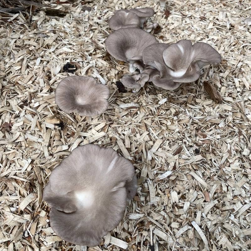 Italian Oyster 'Plant & Grow' Mushroom Starter Block - Image 3