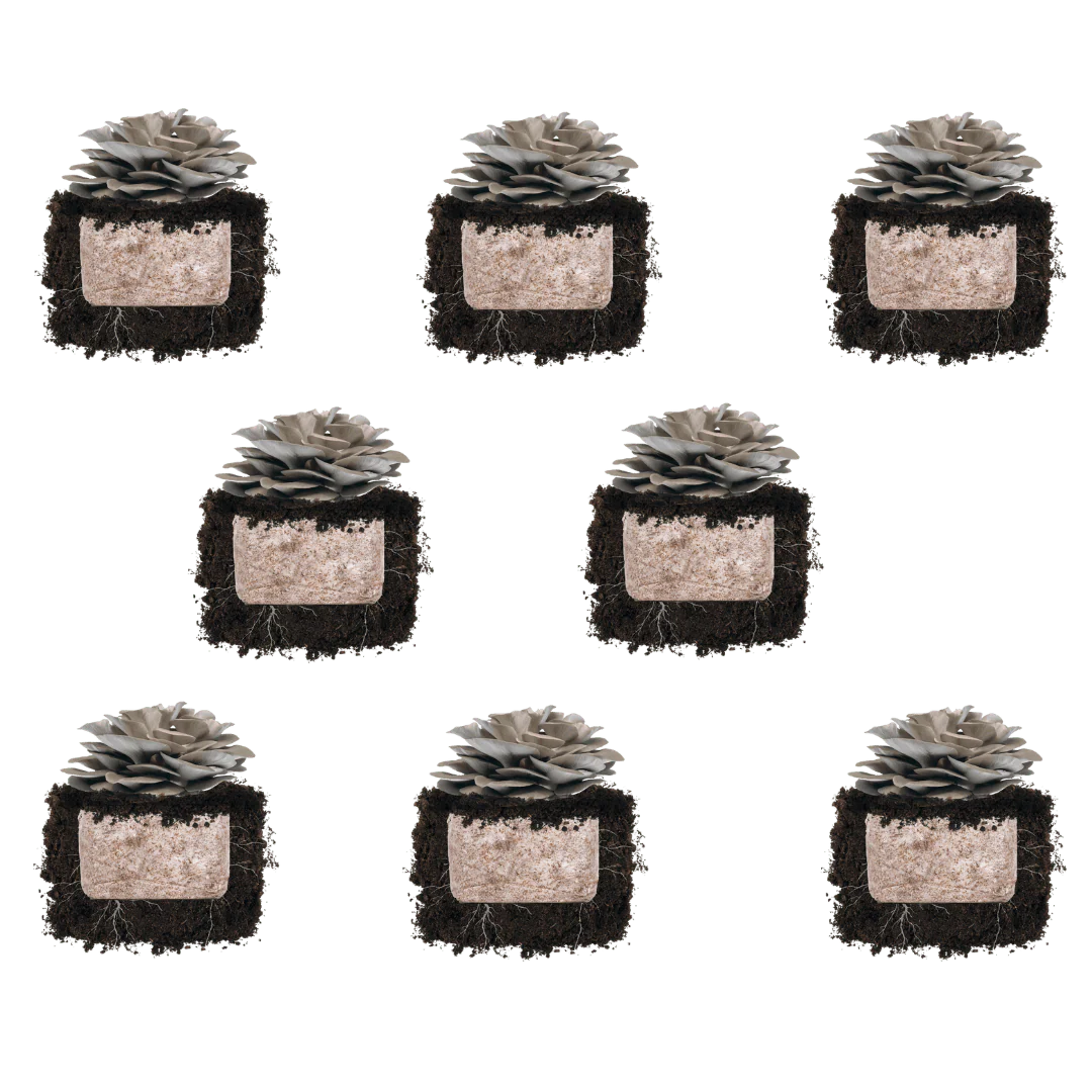 Italian Oyster 'Plant & Grow' Mushroom Starter Block - Image 4