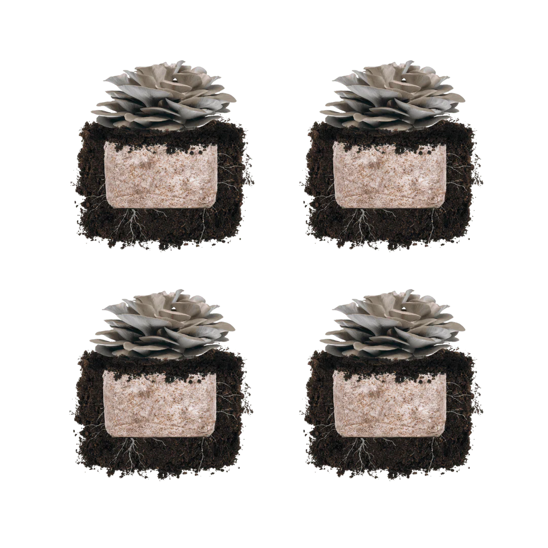 Italian Oyster 'Plant & Grow' Mushroom Starter Block - Image 5
