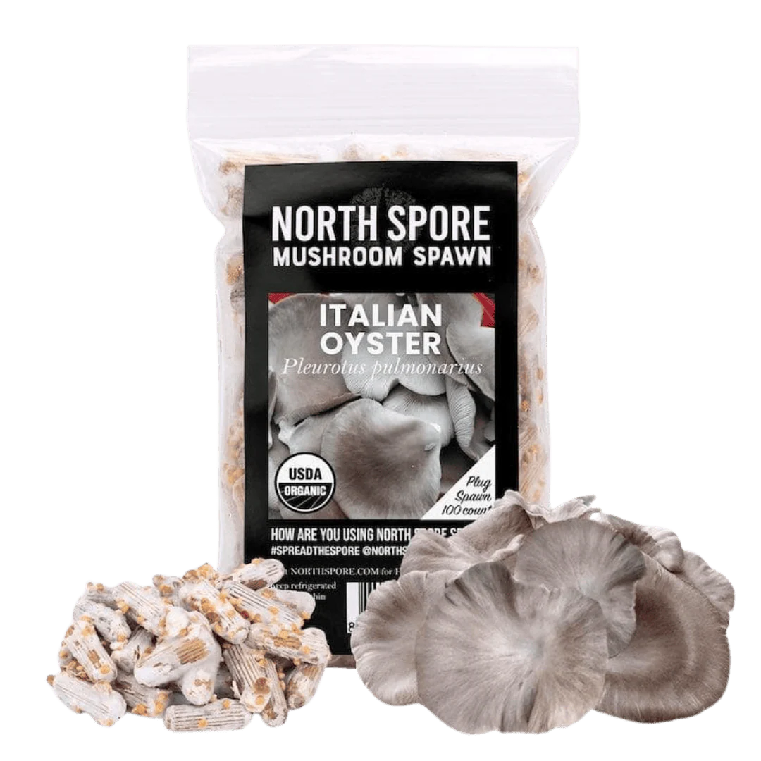 Organic Italian Oyster Mushroom Plug Spawn