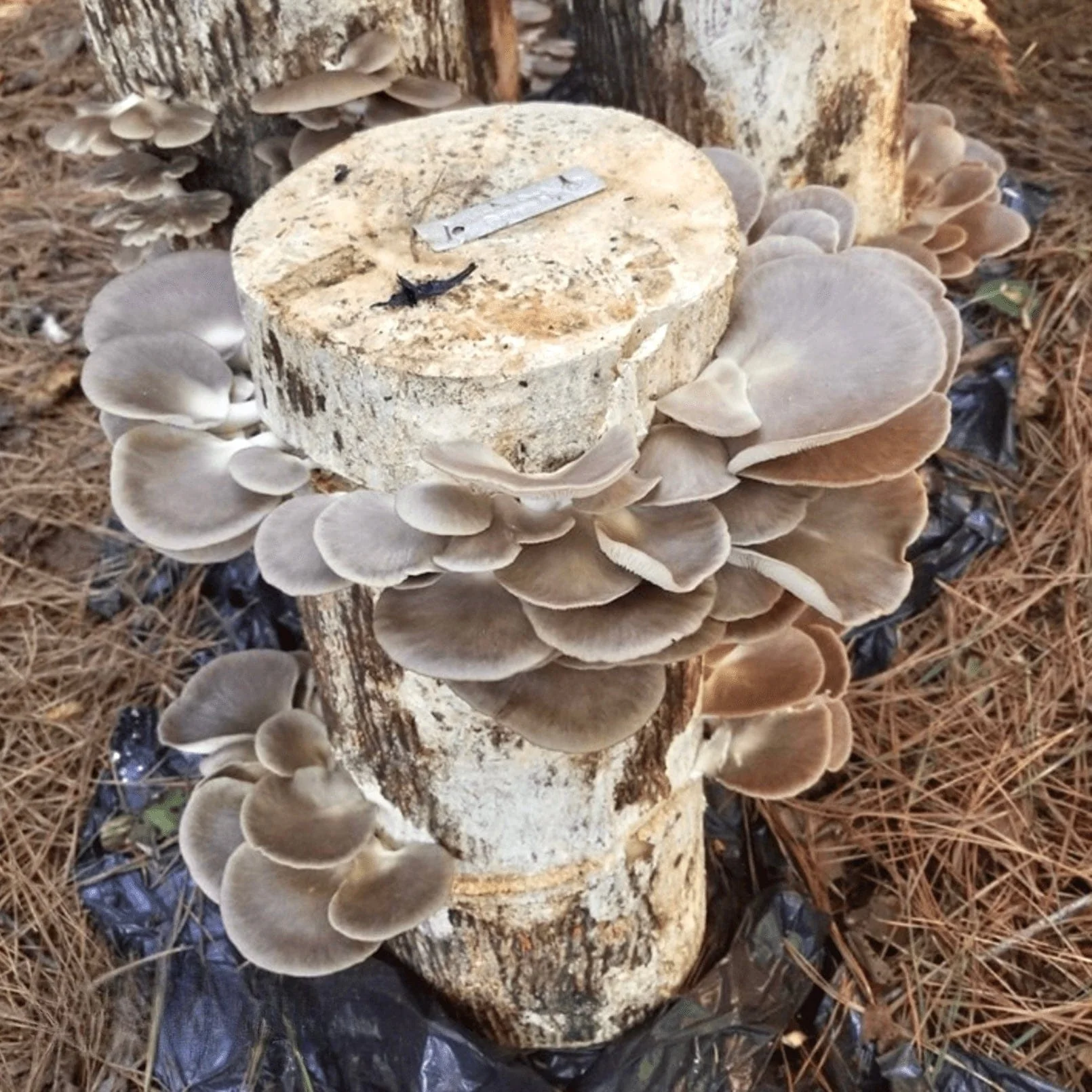 Organic Italian Oyster Mushroom Plug Spawn - Image 3