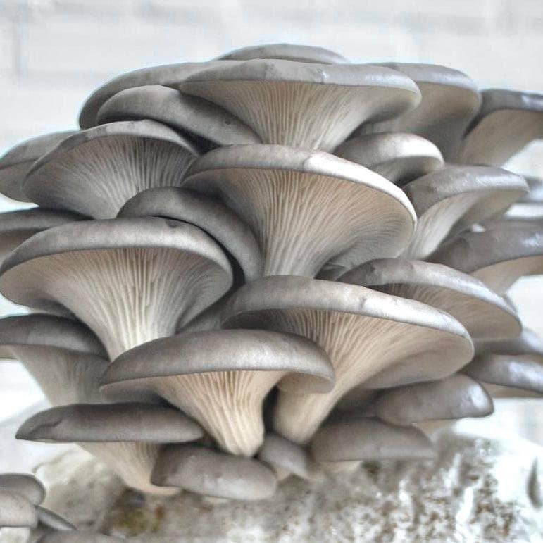 Little Chefs Mushroom Growing and Cooking Bundle - Image 5