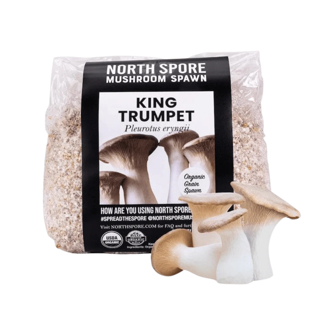 Organic King Trumpet Mushroom Grain Spawn