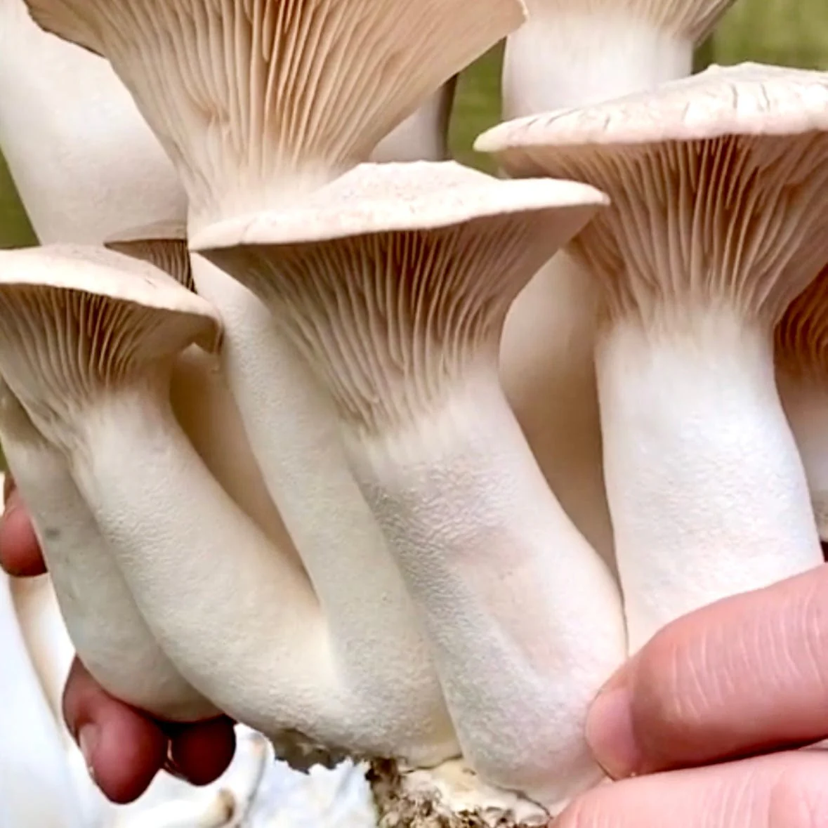 Organic King Trumpet Mushroom Grain Spawn - Image 4