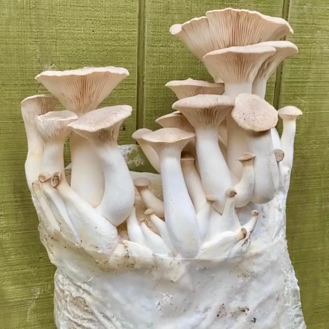Organic King Trumpet Mushroom Grain Spawn - Image 5