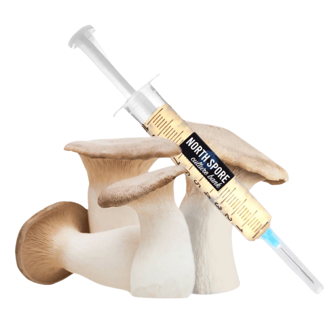 Organic King Trumpet Mushroom Liquid Culture Syringe