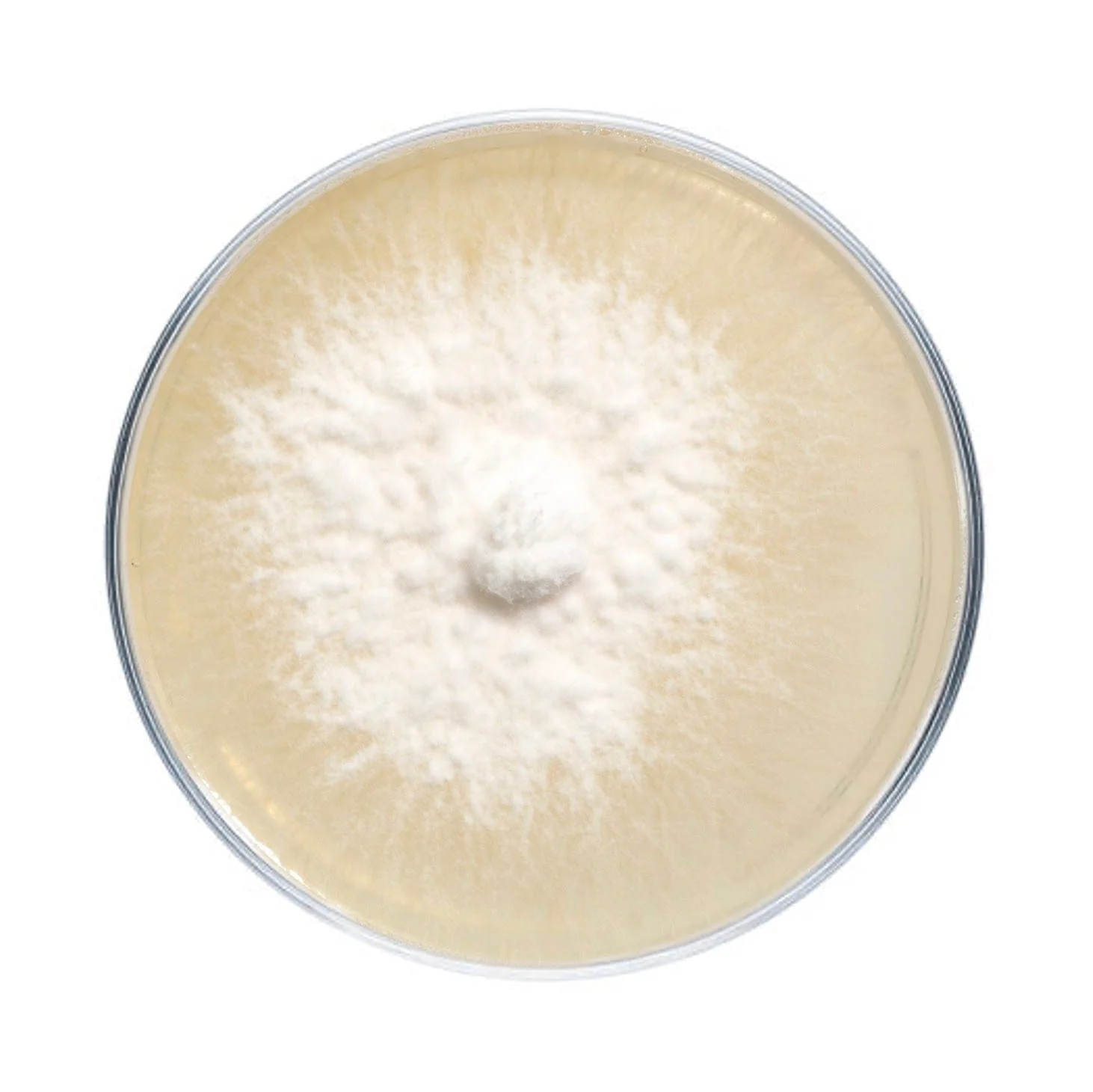 Lion's Mane Mushroom Plate Culture - Image 6