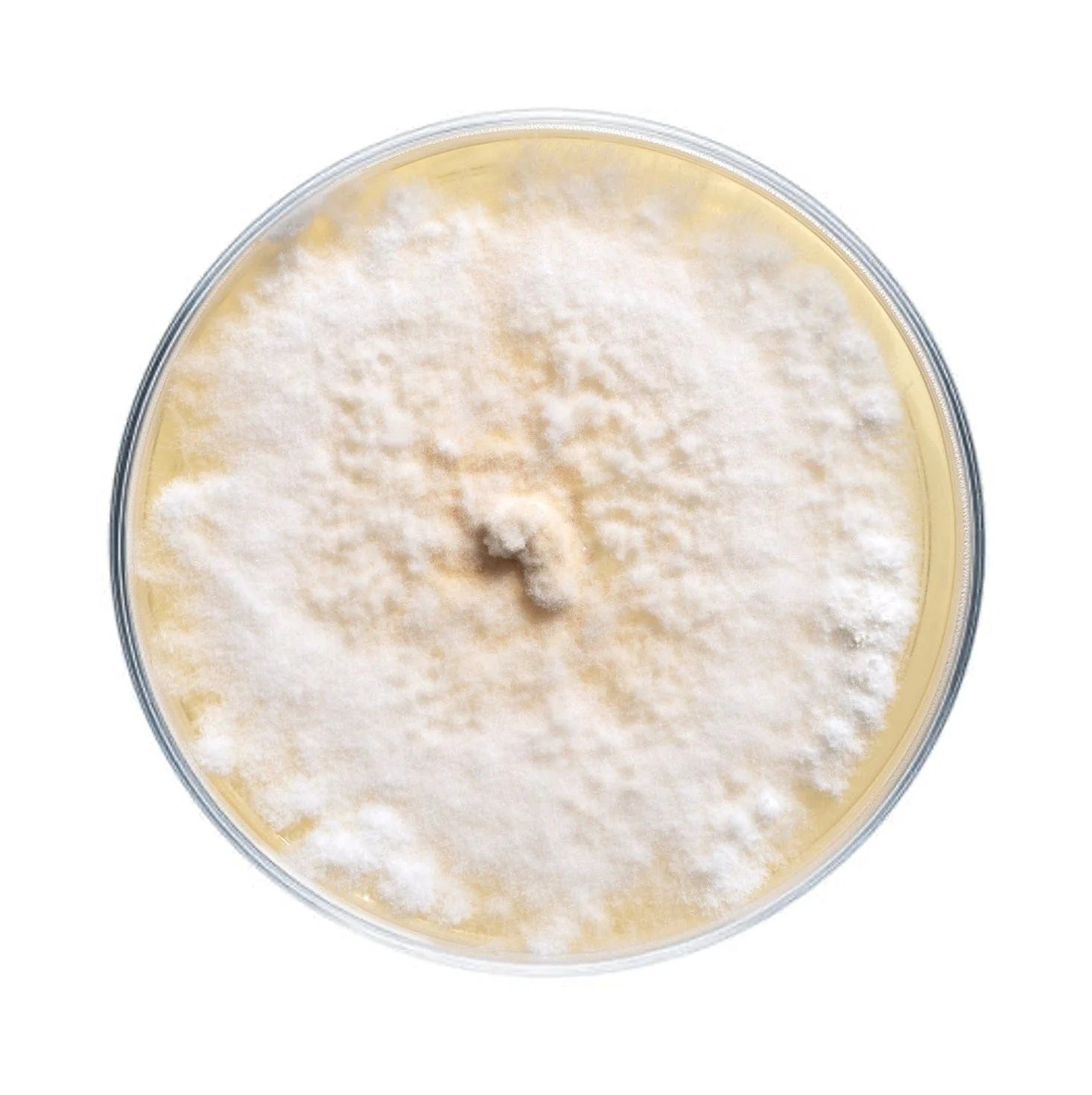Lion's Mane Mushroom Plate Culture - Image 8