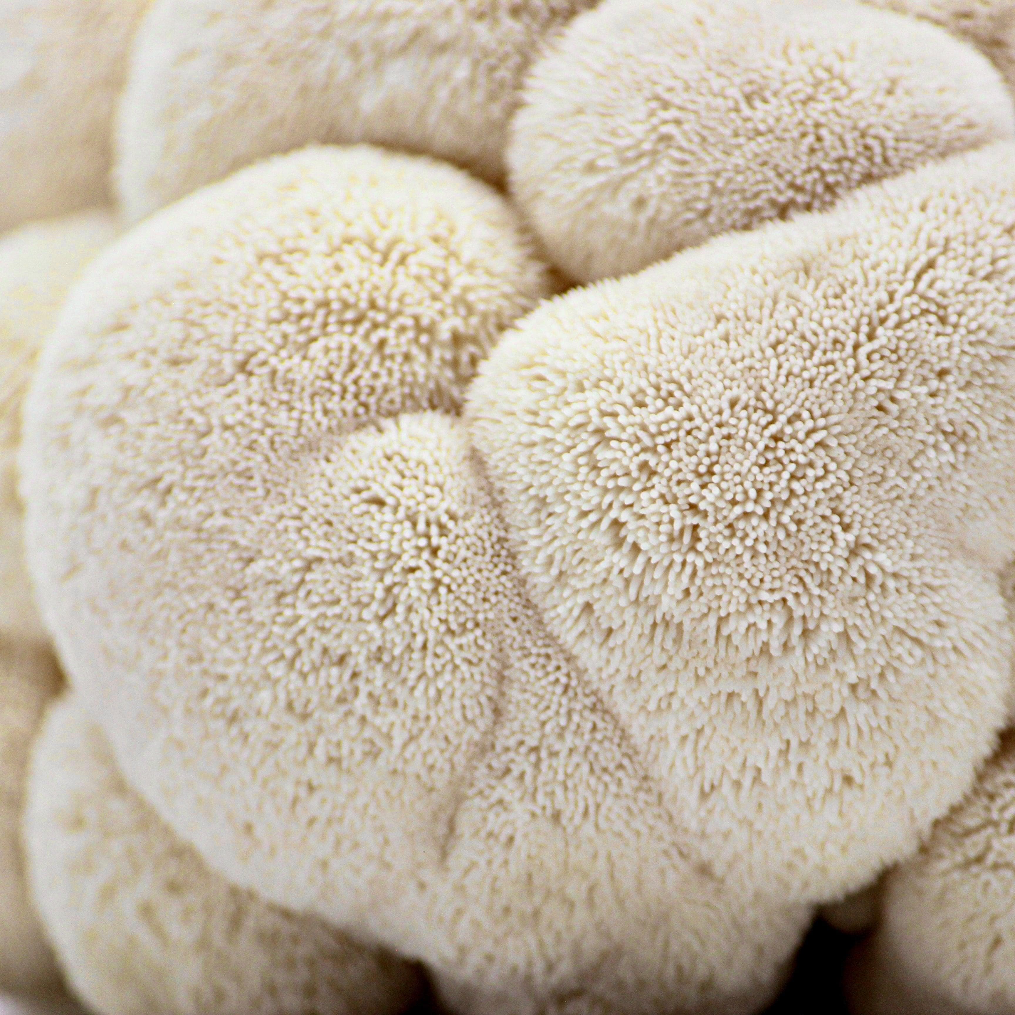 Organic Lion's Mane Mushroom Grow Kit Fruiting Block - Image 2