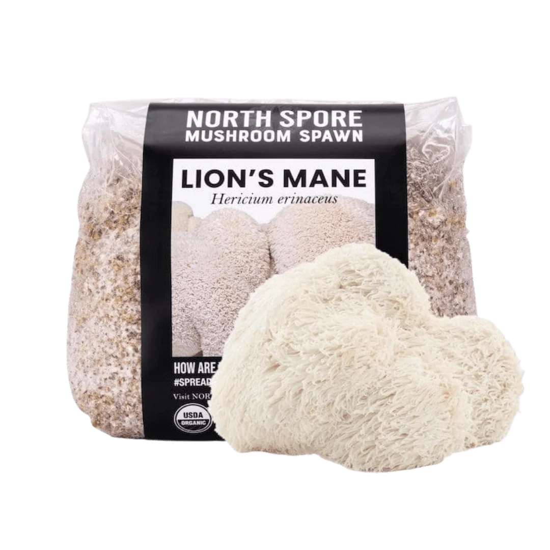 Organic Lion's Mane Mushroom Grain Spawn