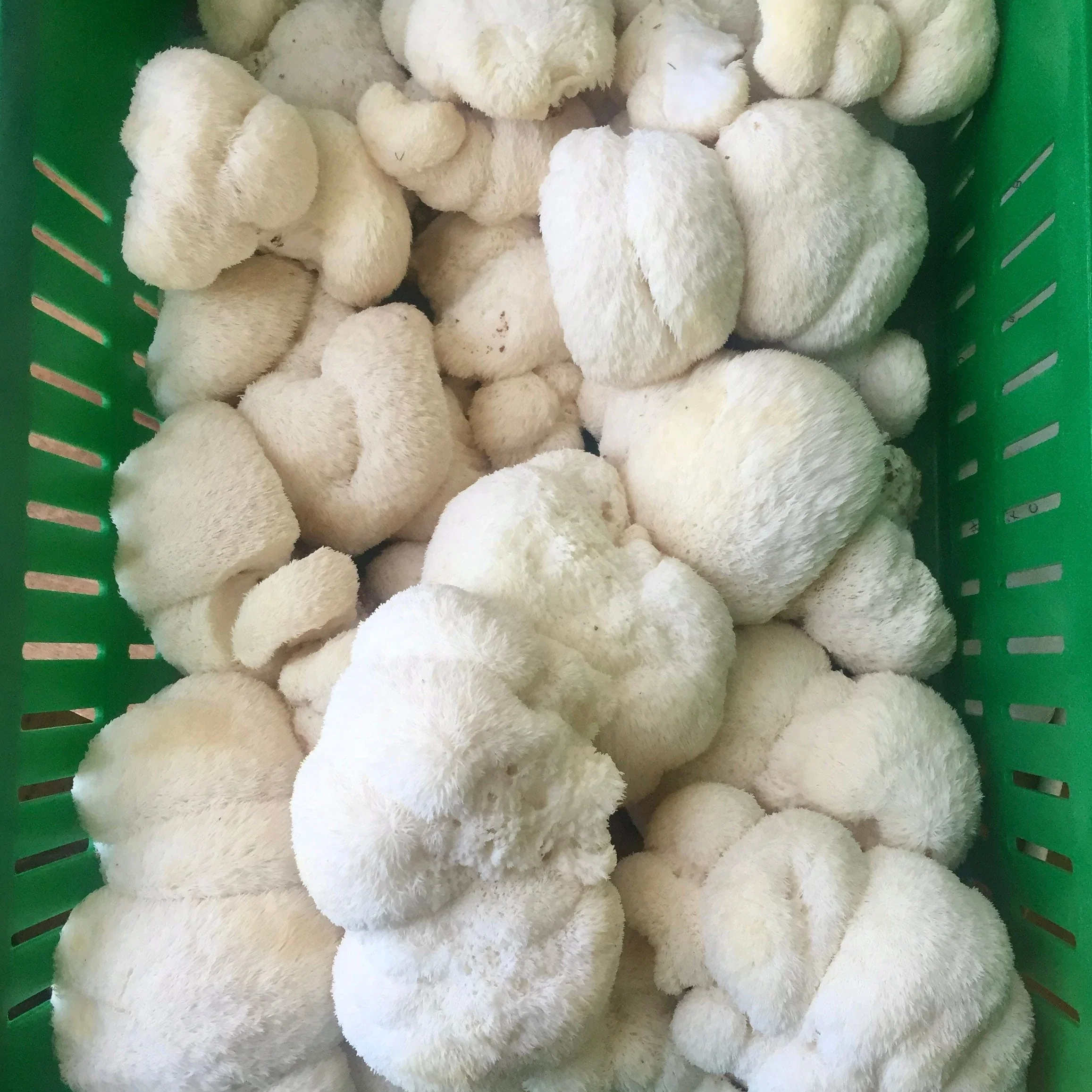 Organic Lion's Mane Mushroom Grain Spawn - Image 4