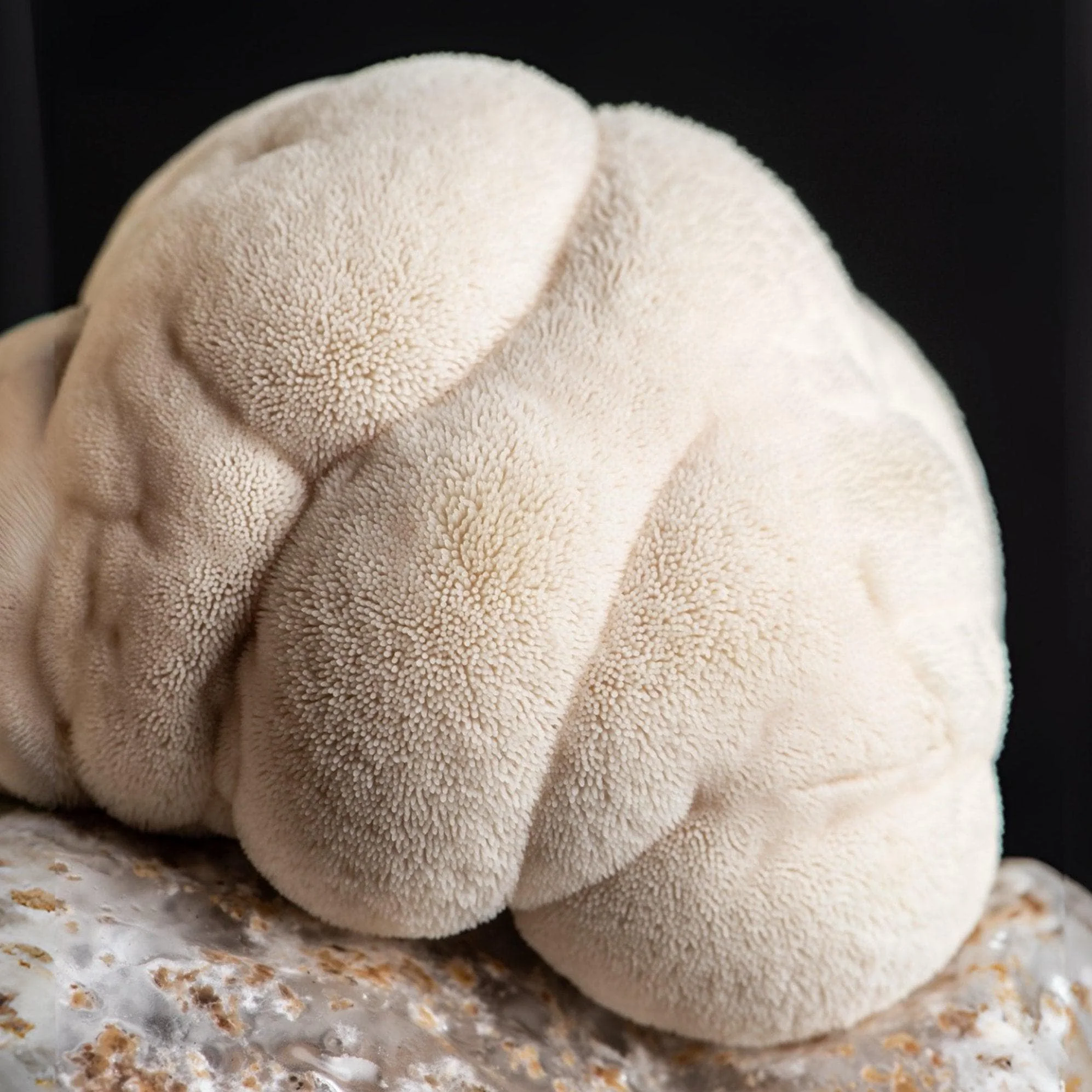 Organic Lion's Mane Mushroom Grain Spawn - Image 5
