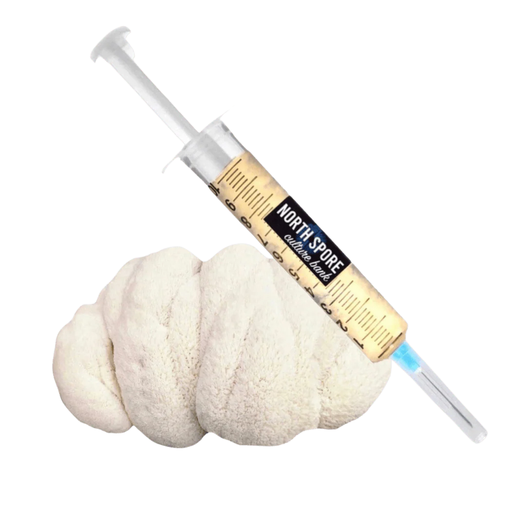 Organic Lion's Mane Mushroom Liquid Culture Syringe