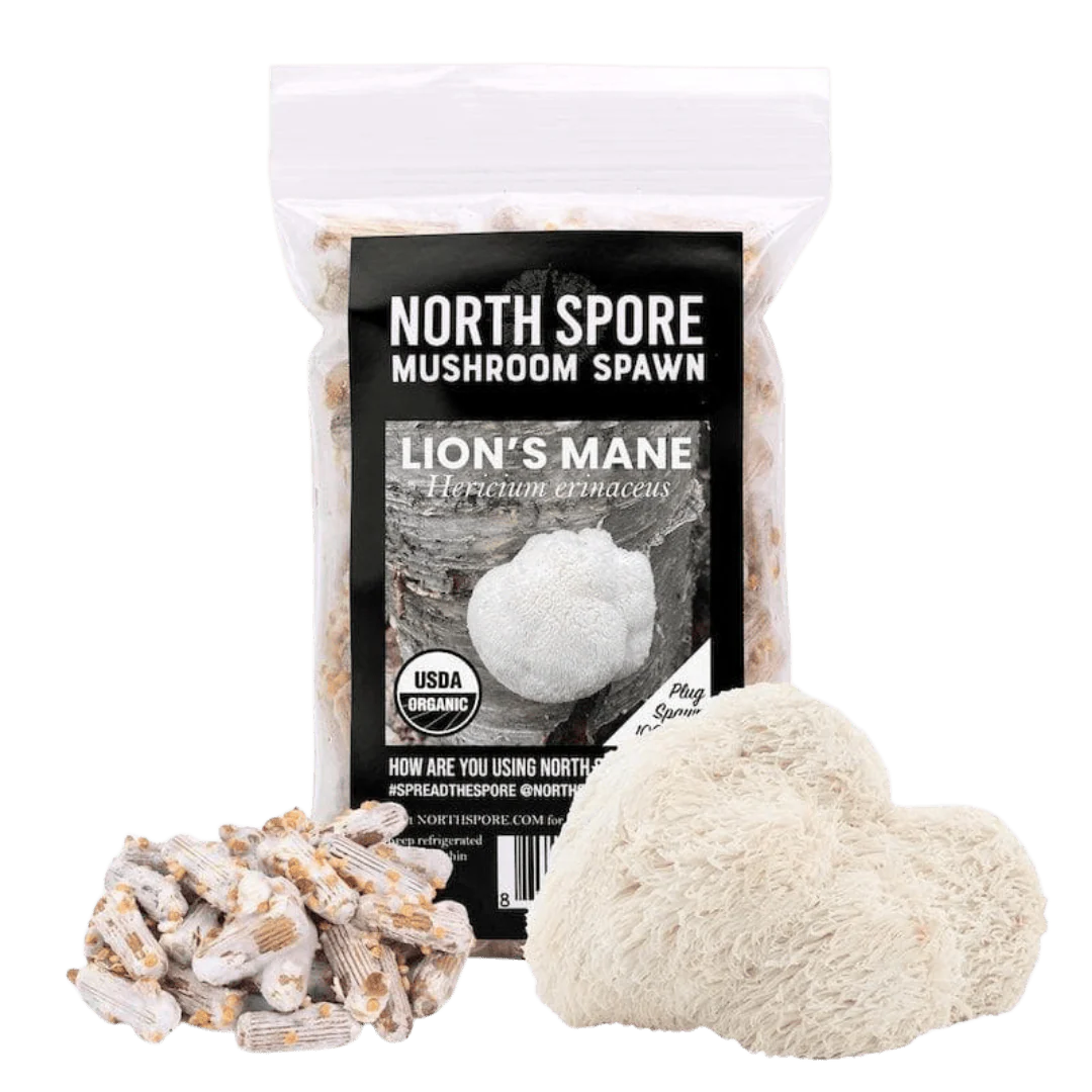 Organic Lion's Mane Mushroom Plug Spawn