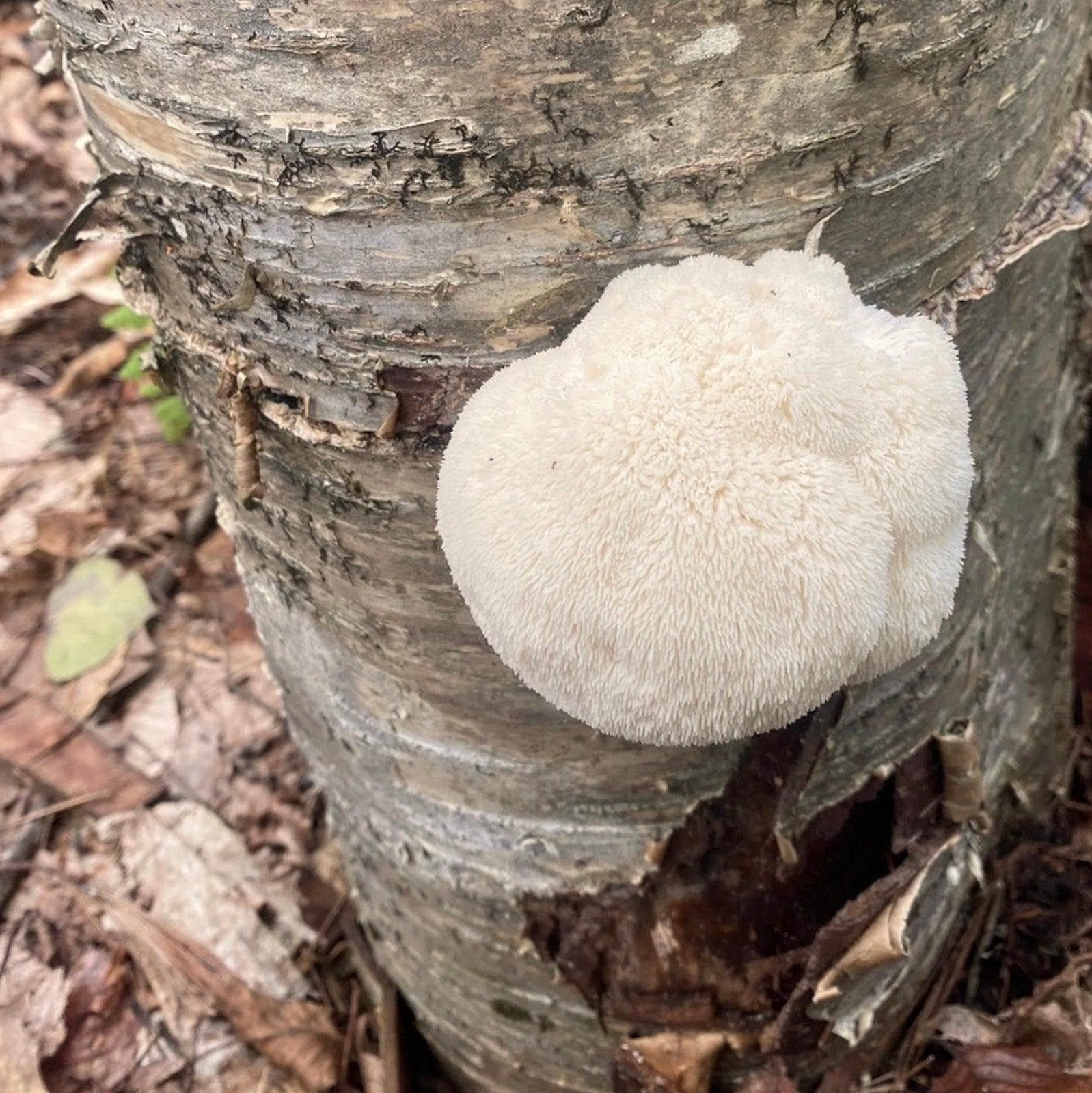 Organic Lion's Mane Mushroom Plug Spawn - Image 3