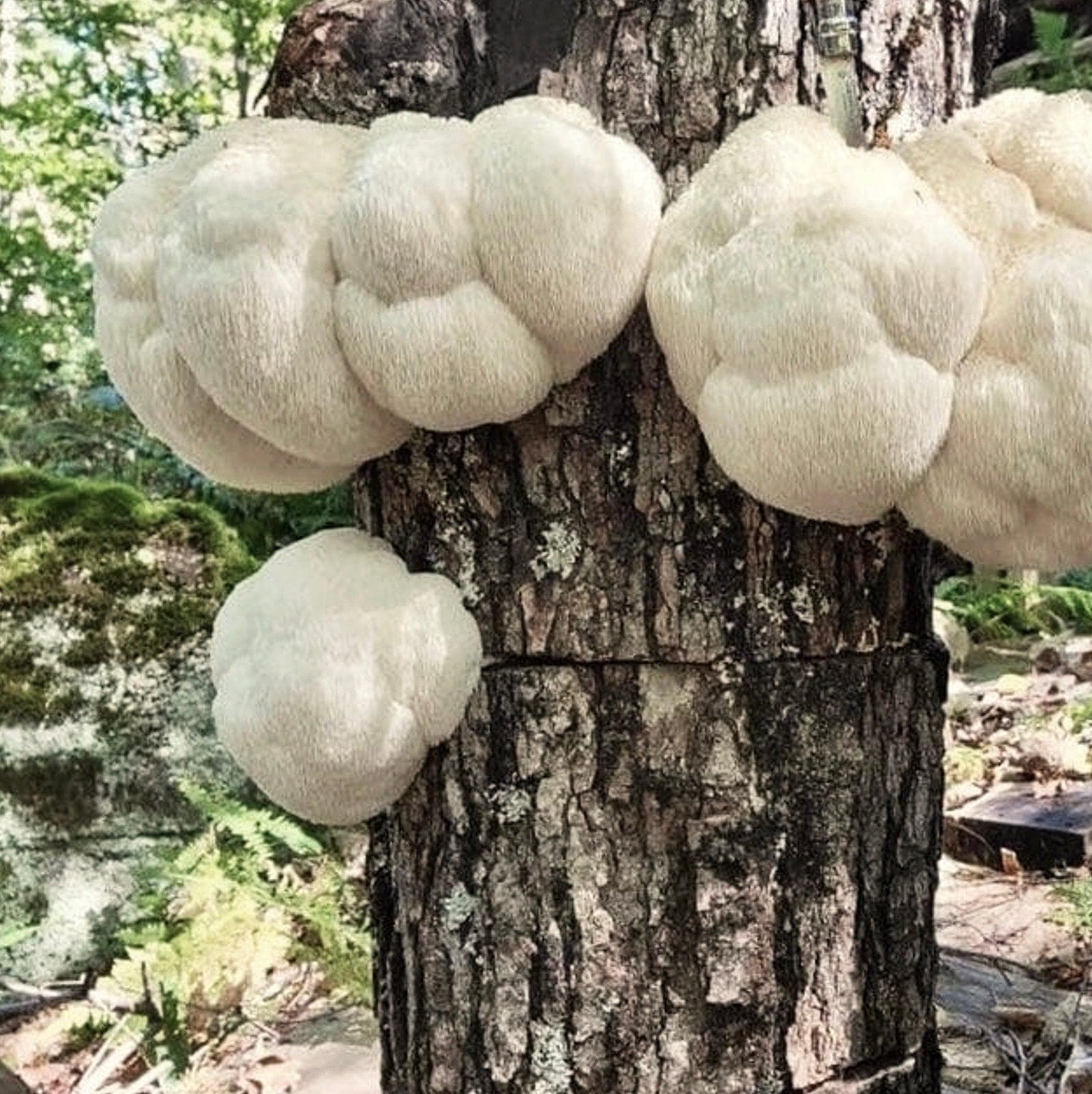 Organic Lion's Mane Mushroom Plug Spawn - Image 4