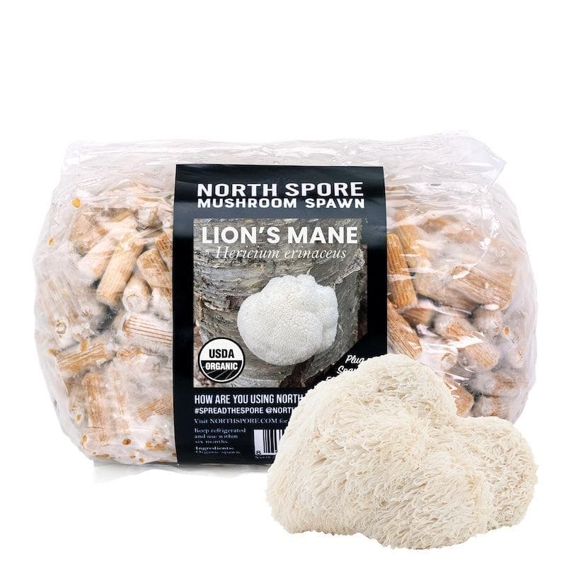 Organic Lion's Mane Mushroom Plug Spawn - Image 7