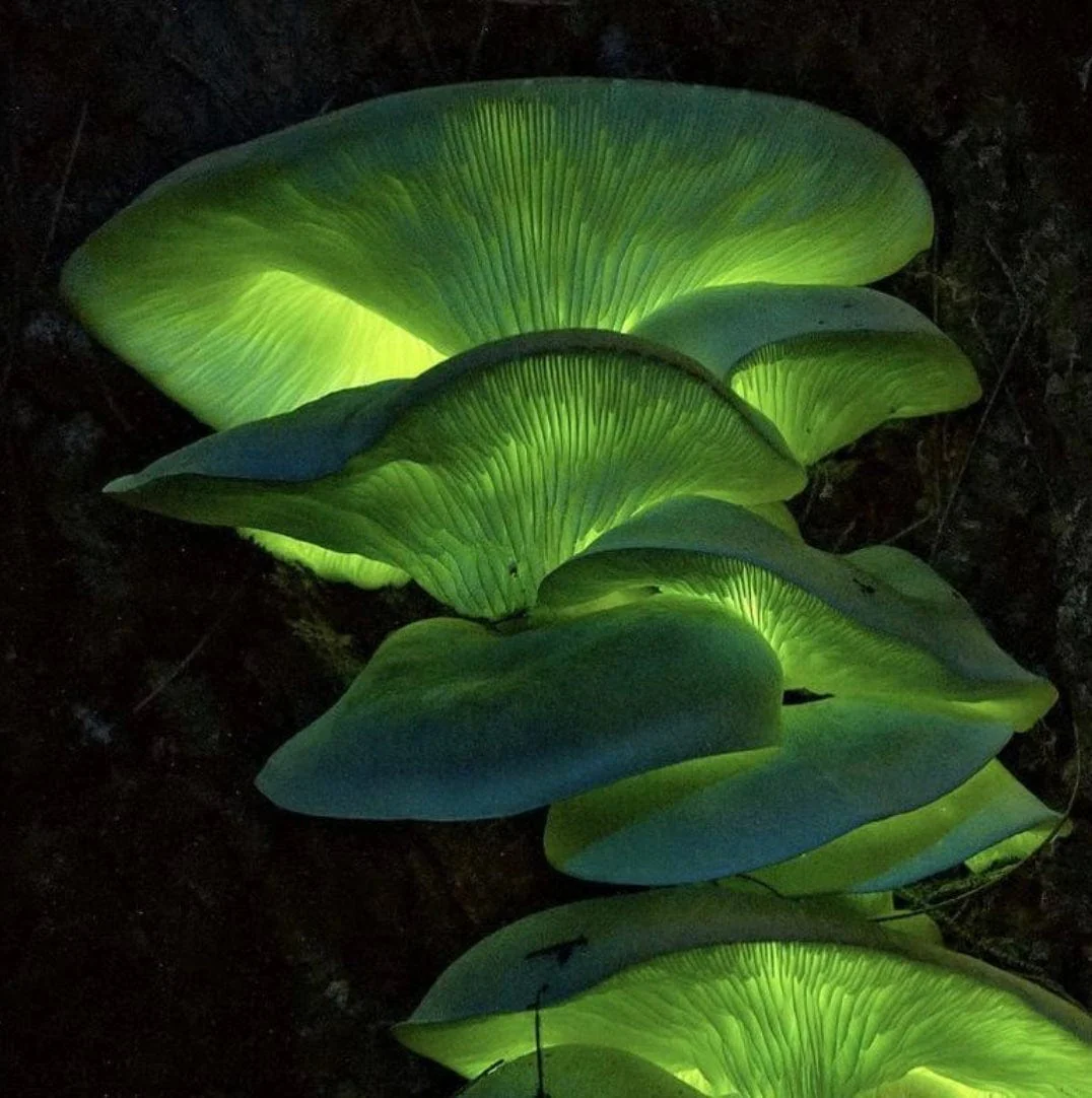 Bioluminescent Mushroom Plate Culture - Image 3
