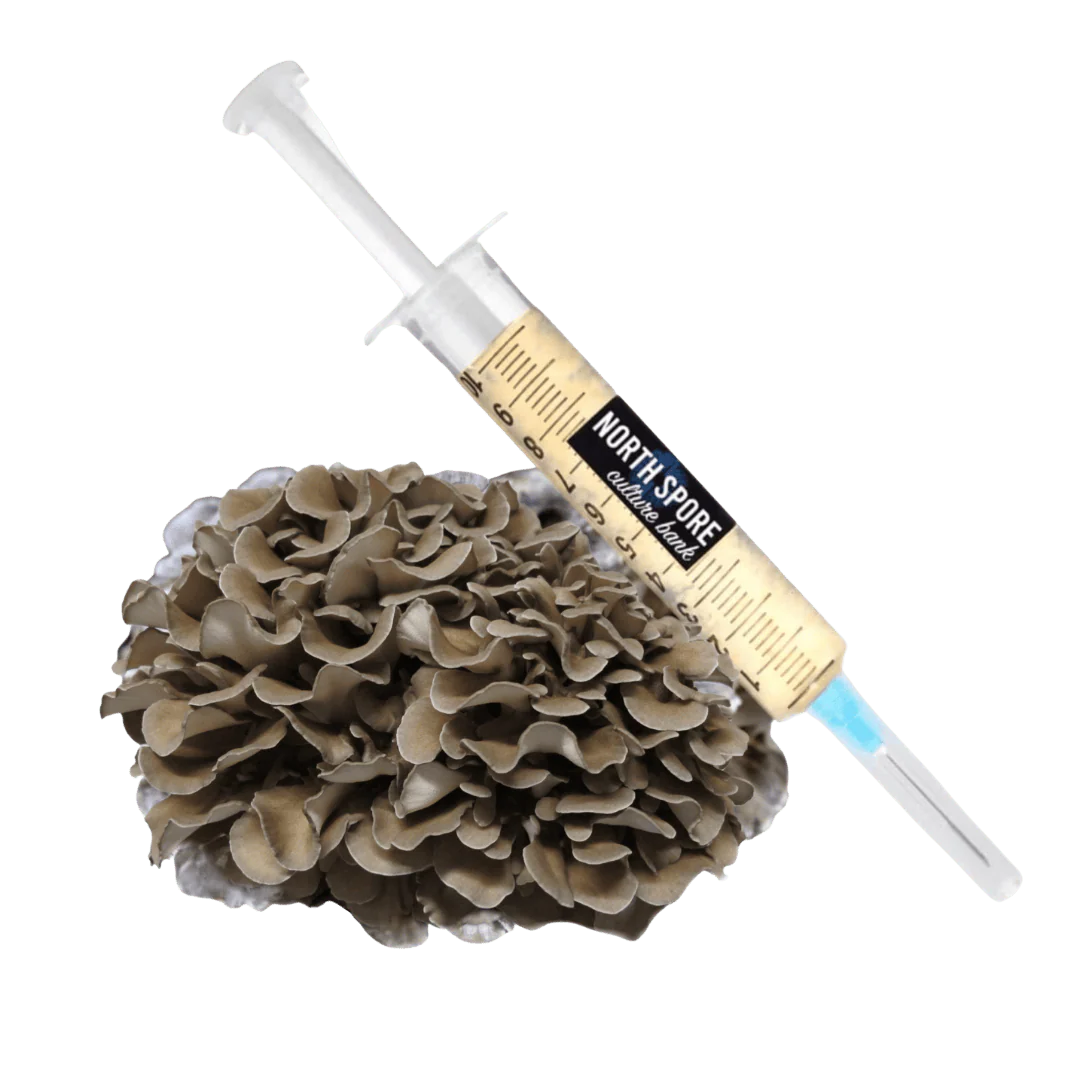 Organic Hen of the Woods (Maitake) Liquid Culture Syringe
