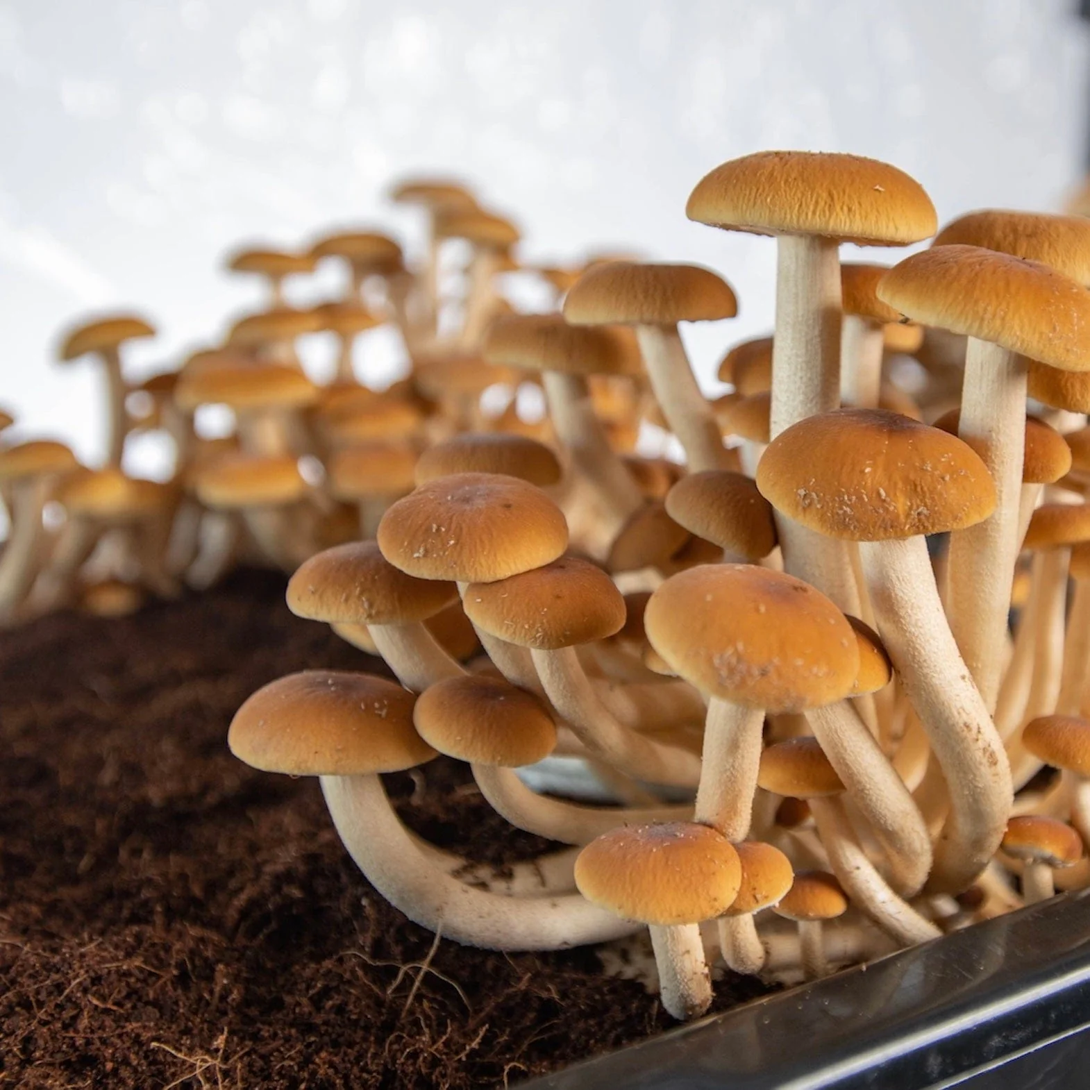 Max Yield Bins Mushroom Monotub - Image 3