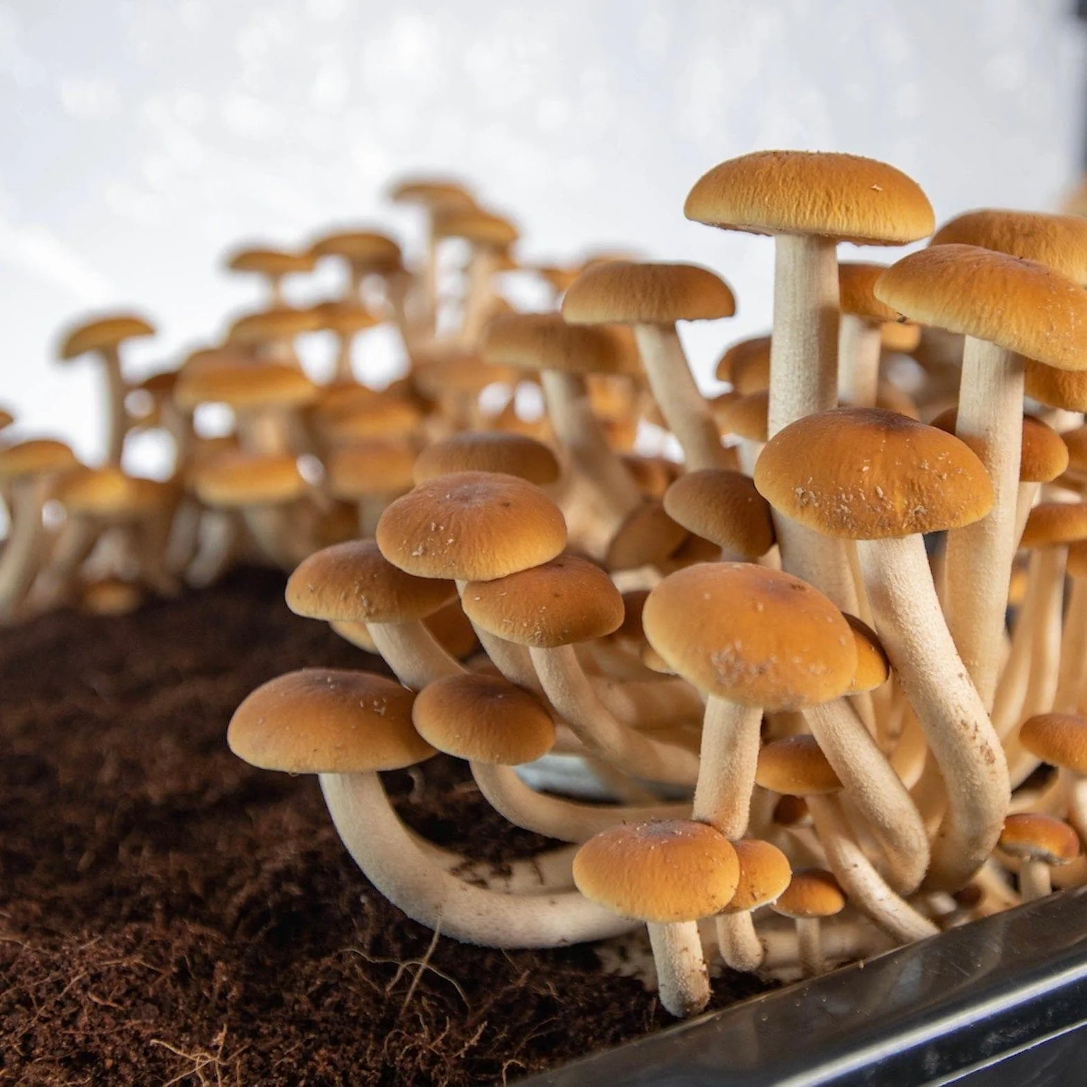 Max Yield Bins Dung-Loving Monotub Mushroom Grow Kit - Image 2