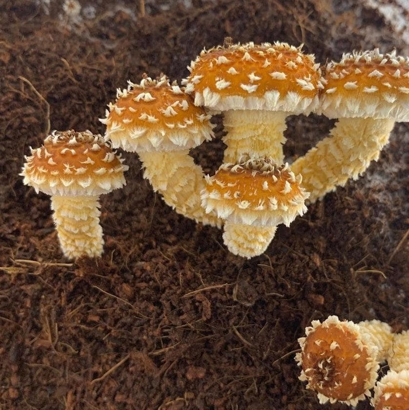 Max Yield Bins Wood-Loving Monotub Mushroom Grow Kit - Image 2