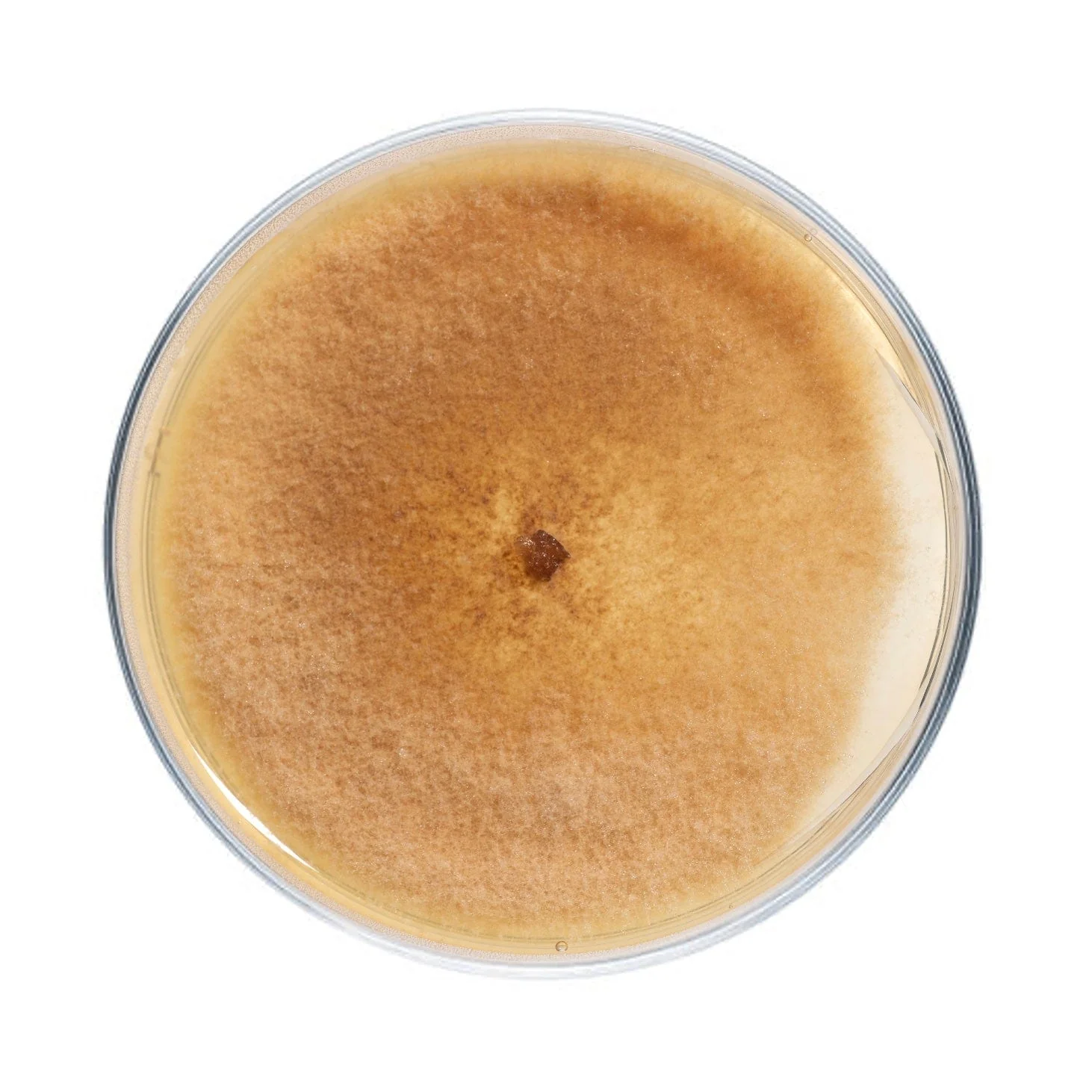 Morel Mushroom Plate Culture - Image 4