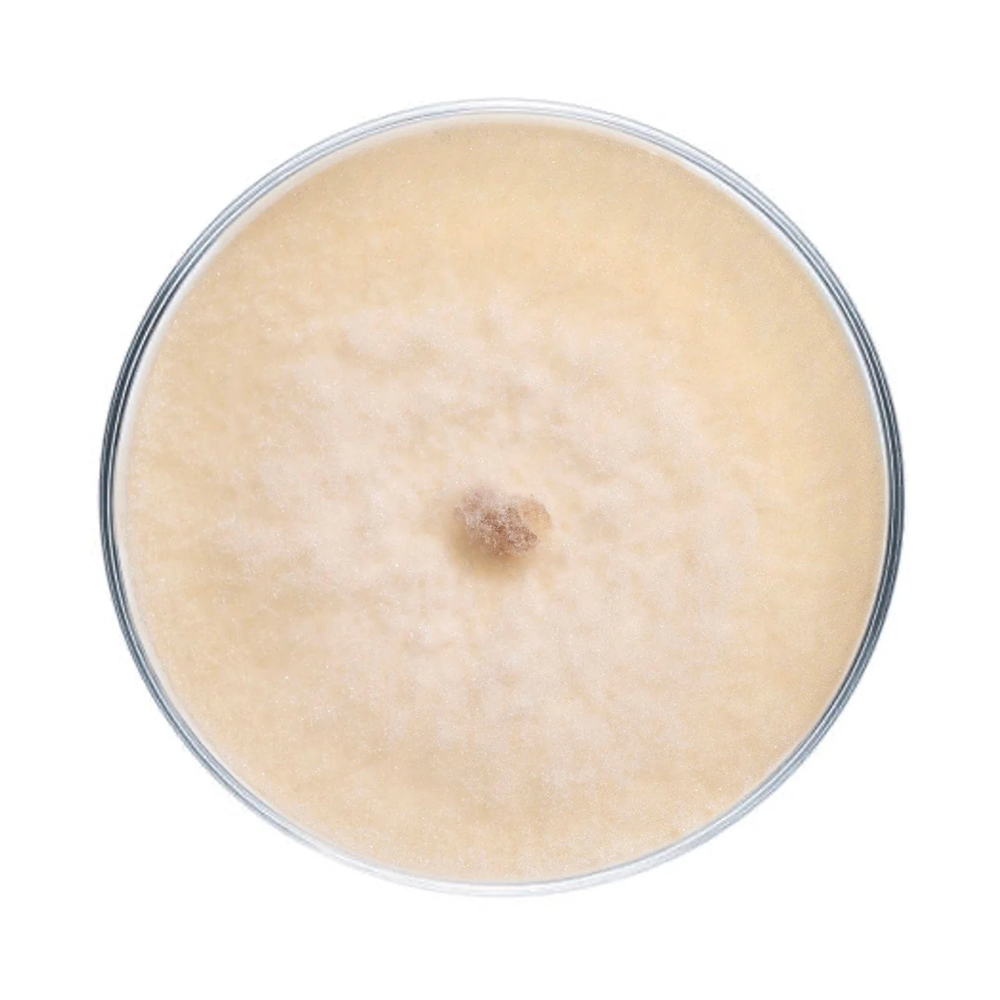 Morel Mushroom Plate Culture - Image 6