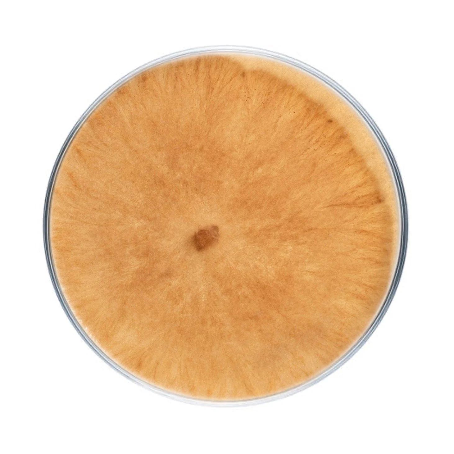 Morel Mushroom Plate Culture - Image 7