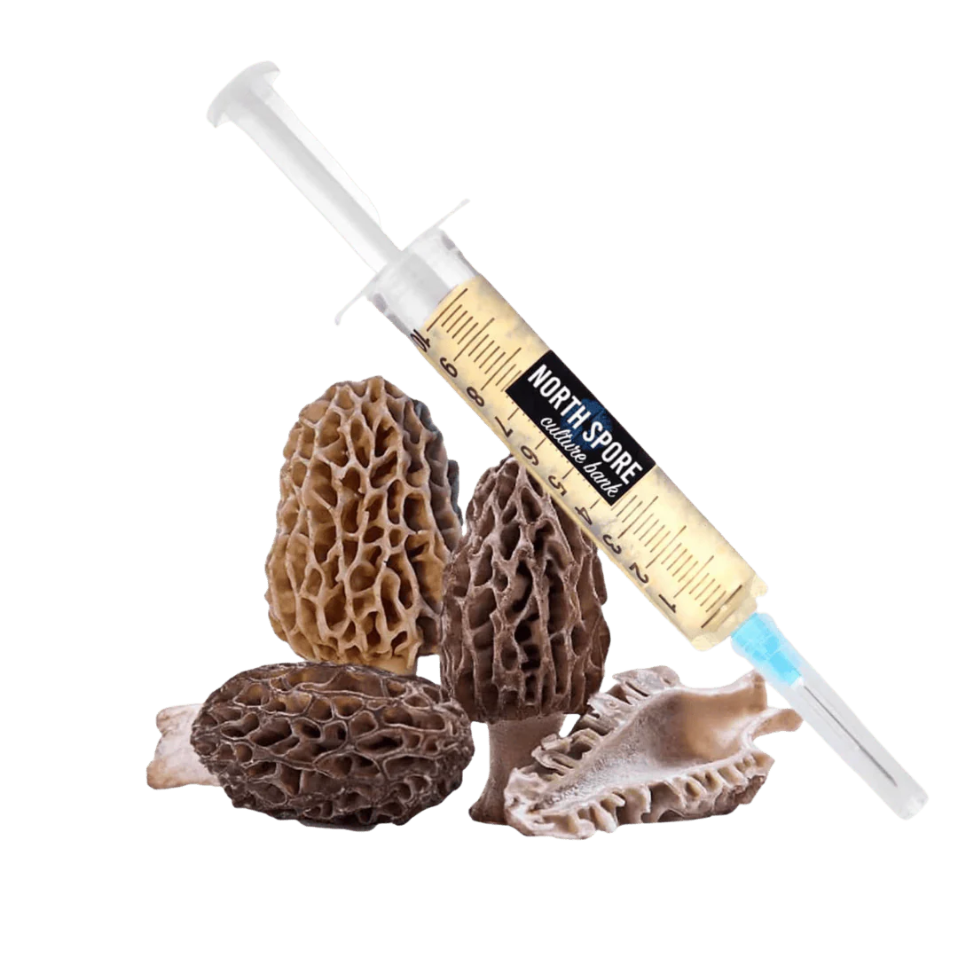 Organic Morel Mushroom Liquid Culture Syringe