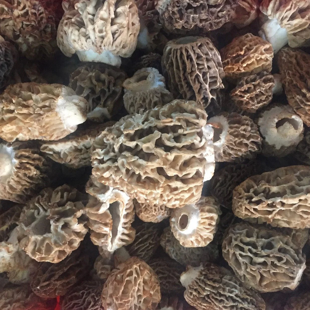 Organic Morel Mushroom Liquid Culture Syringe - Image 2