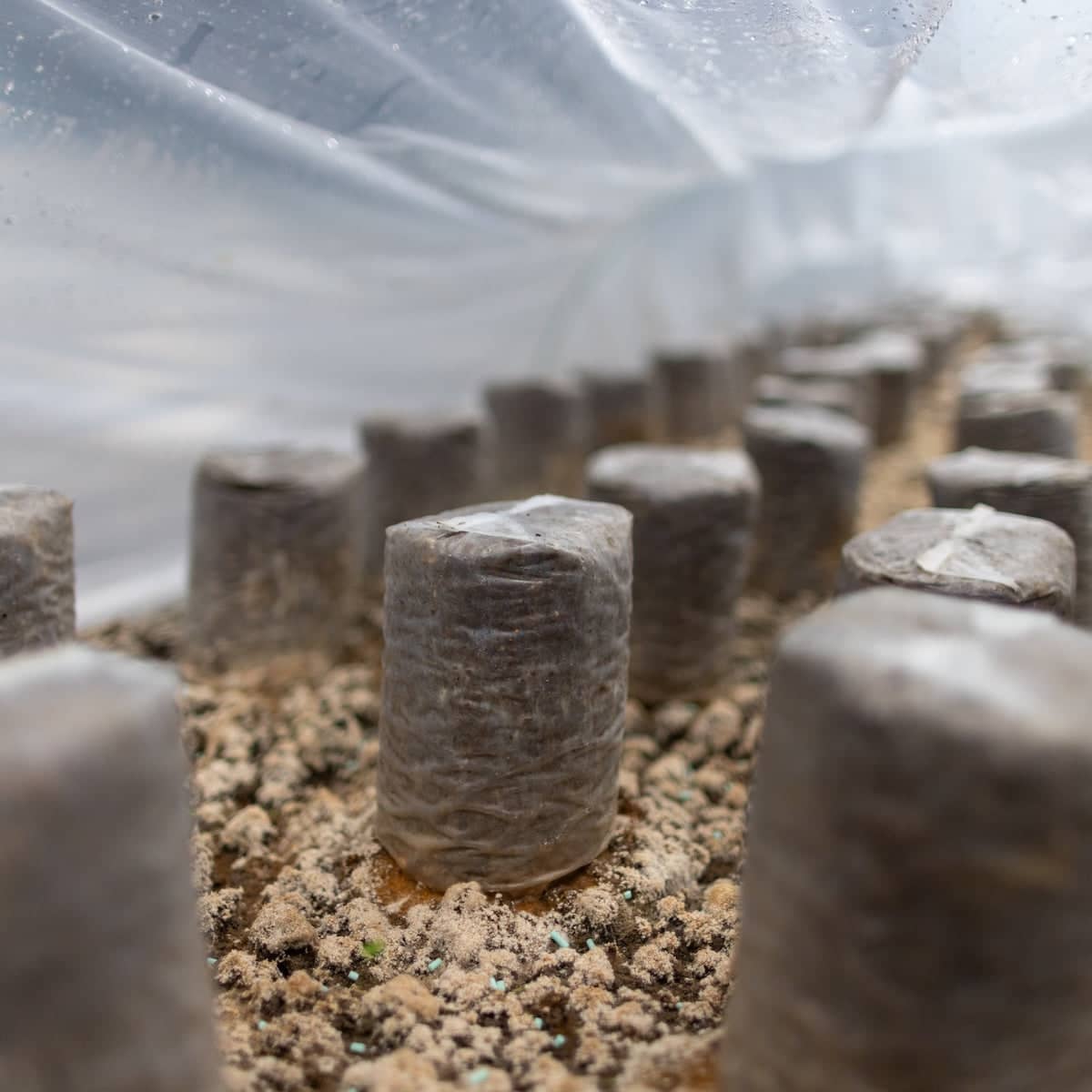 Morel Garden Kit - Image 2