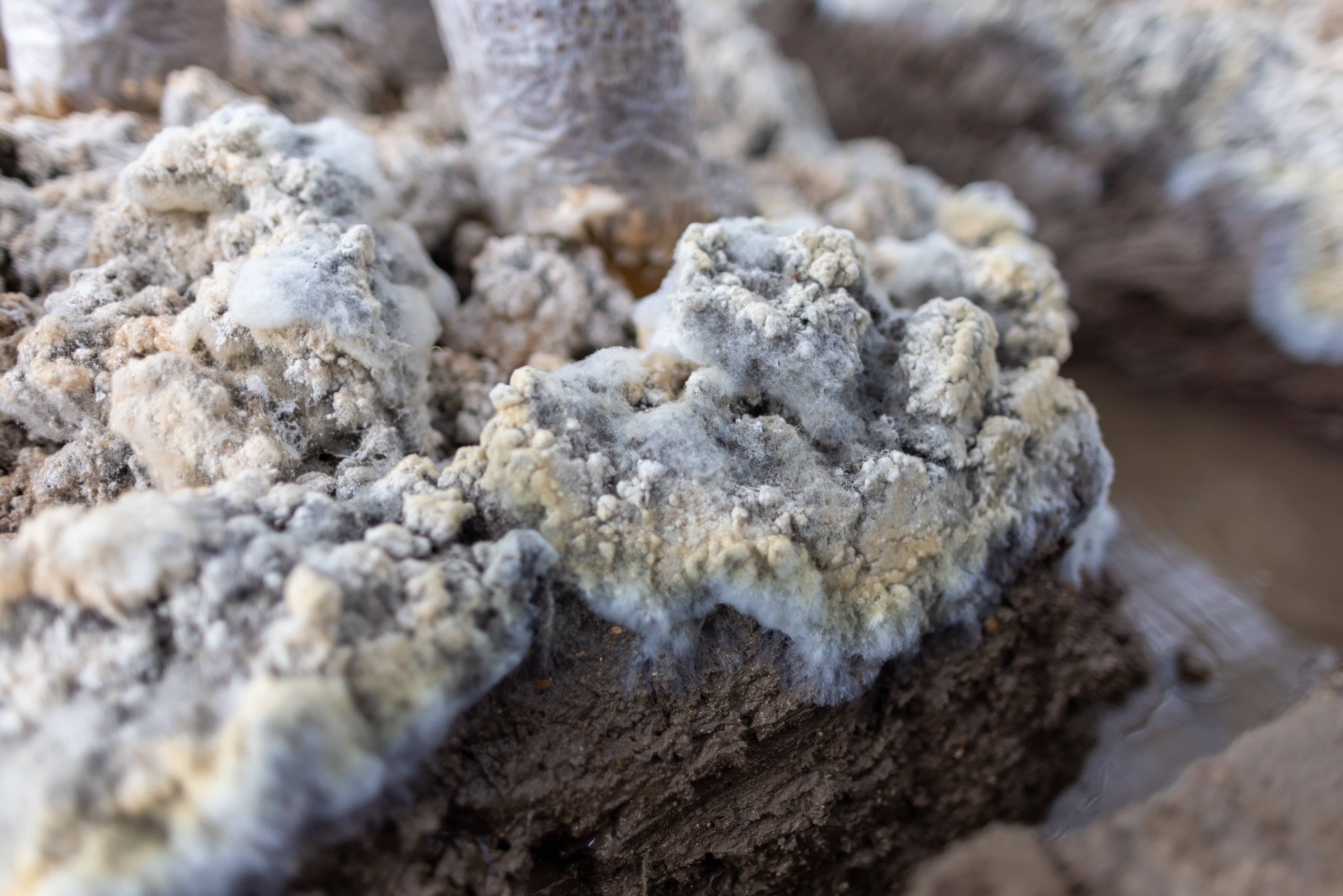 Morel Garden Kit - Image 4