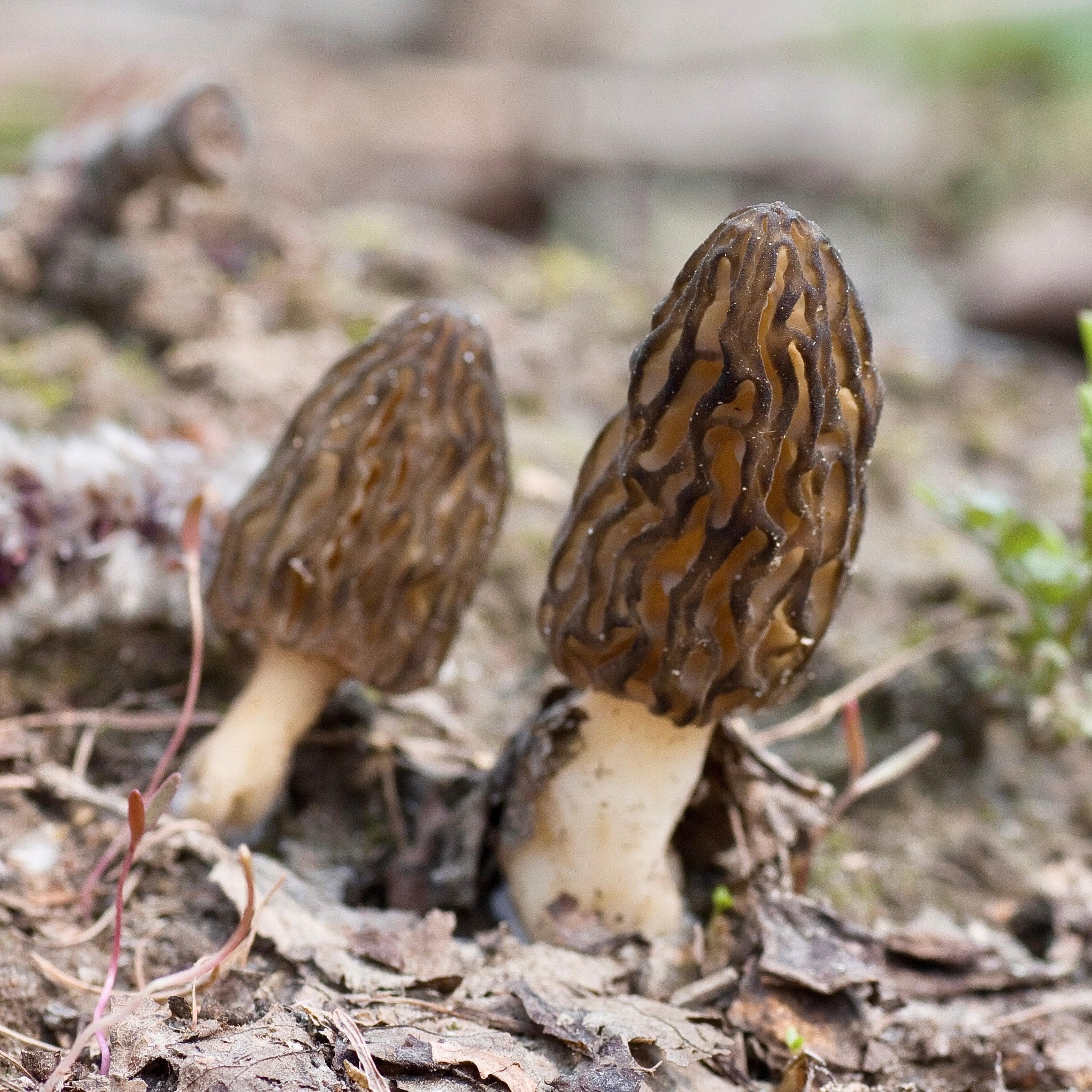 Morel Garden Kit - Image 6