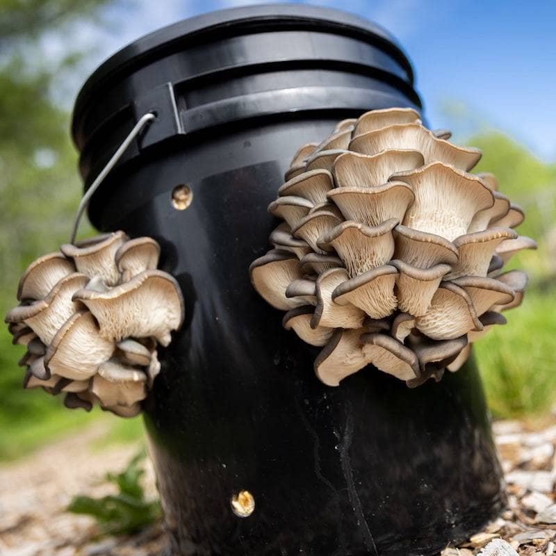 'MushBucket' Mushroom Bucket Grow Kit - Image 3