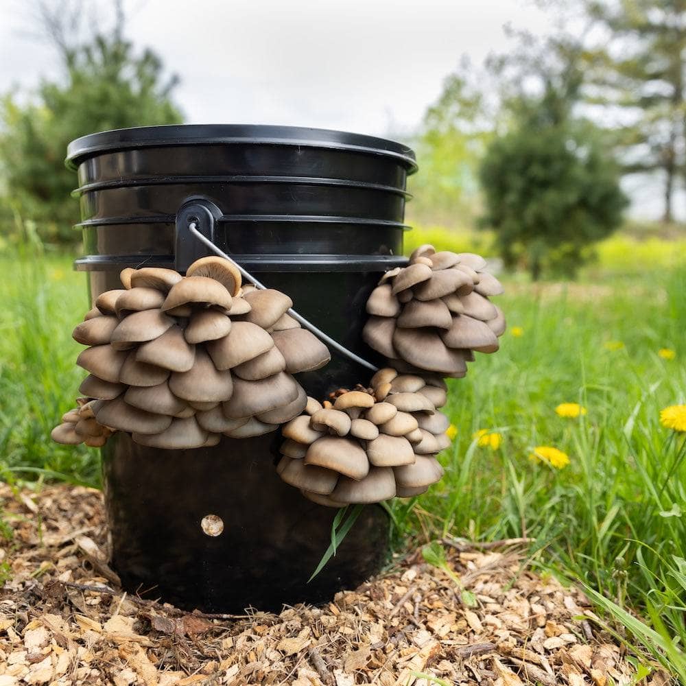 'MushBucket' Mushroom Bucket Grow Kit - Image 4