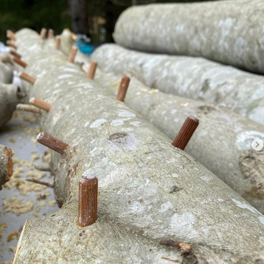 Mushroom Log Beginner Bundle - Image 4