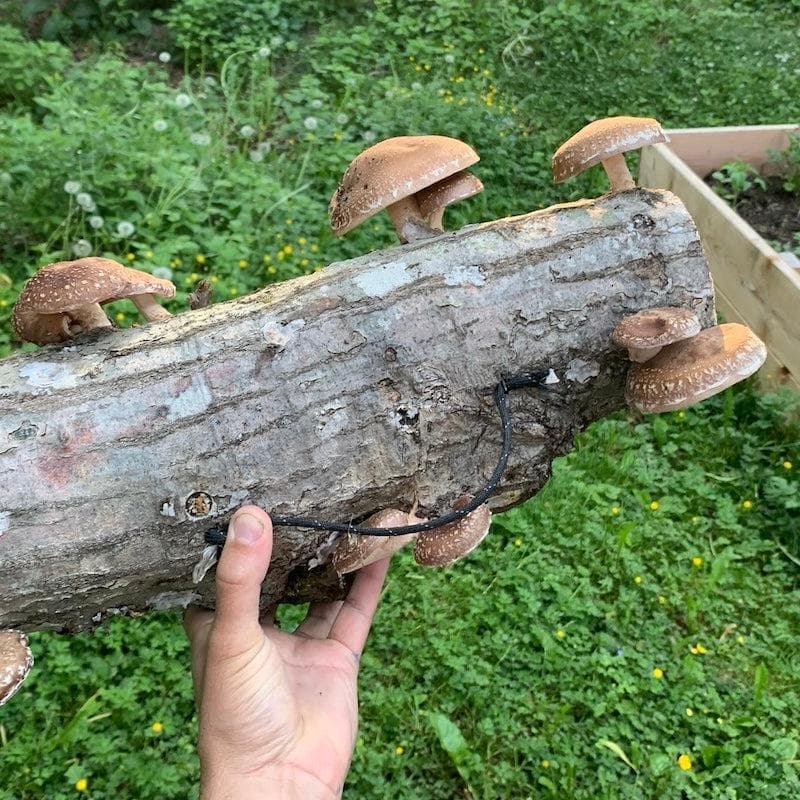 Mushroom Log Beginner Bundle - Image 5