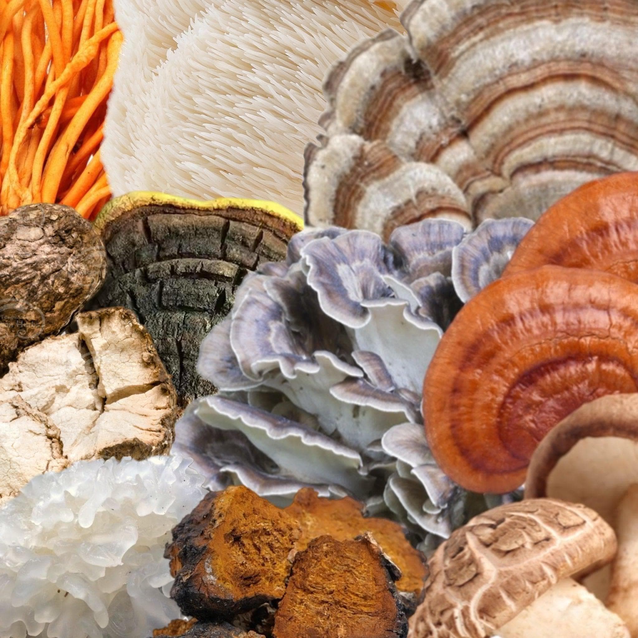 Organic High Potency Mushroom Capsule Bundle - Image 2