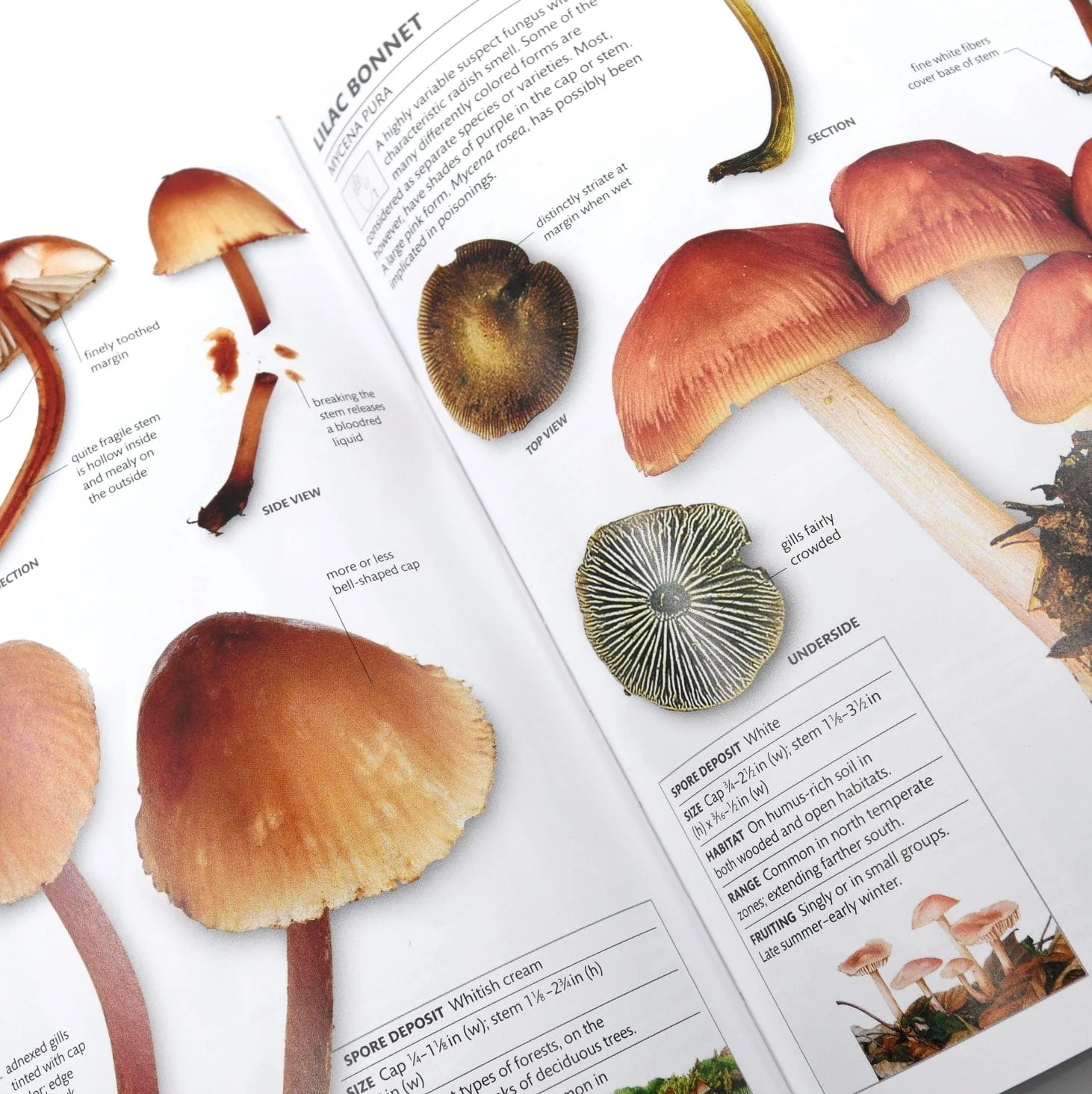 How to Identify & Gather Wild Mushrooms and Other Fungi - Image 3