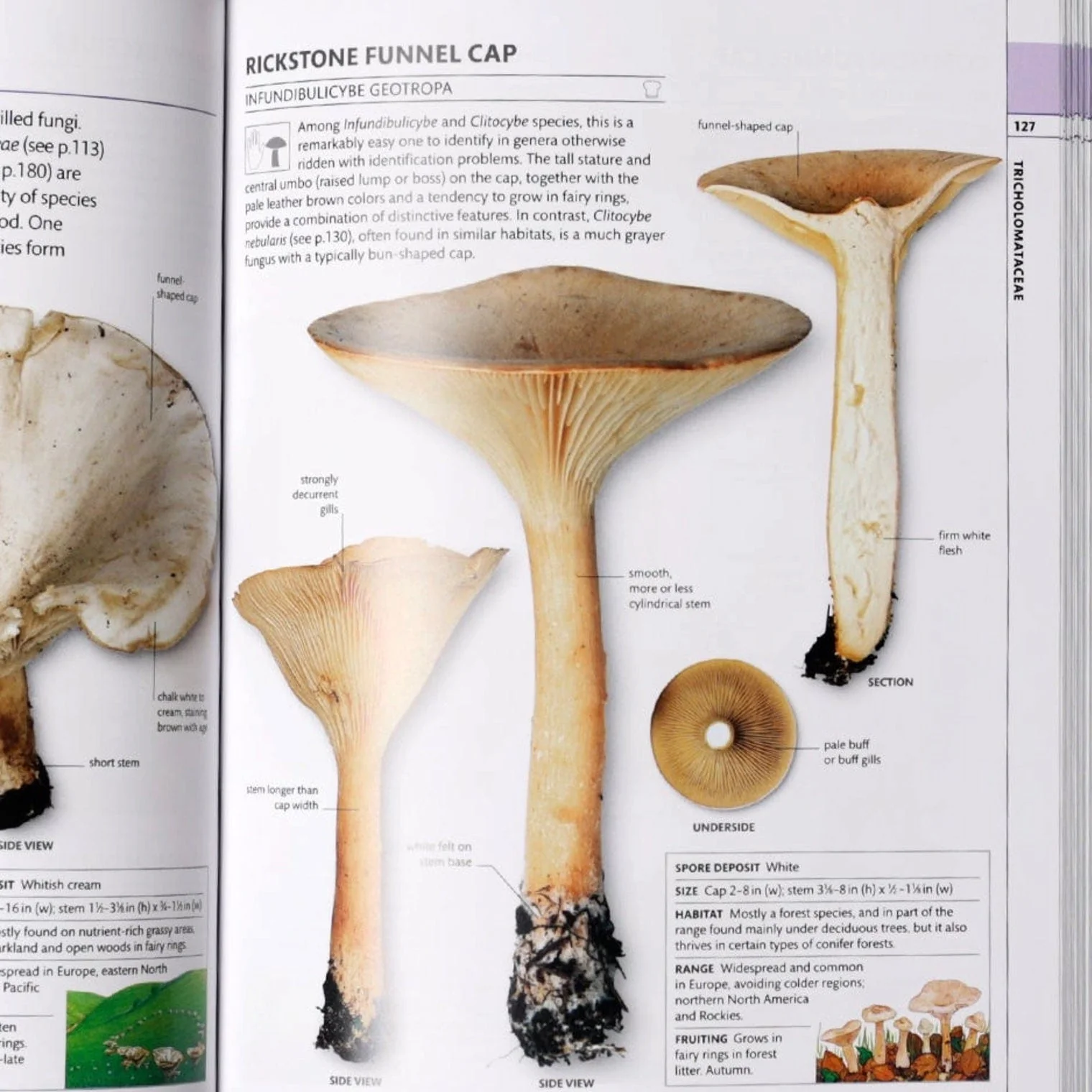 How to Identify & Gather Wild Mushrooms and Other Fungi - Image 4