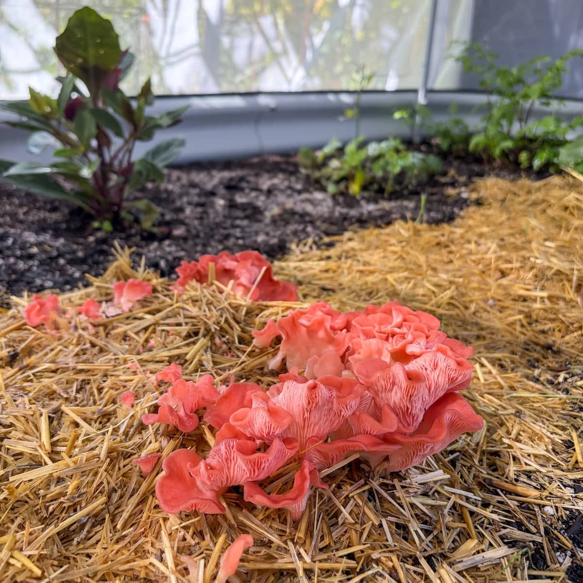 MycoSphere - Image 6
