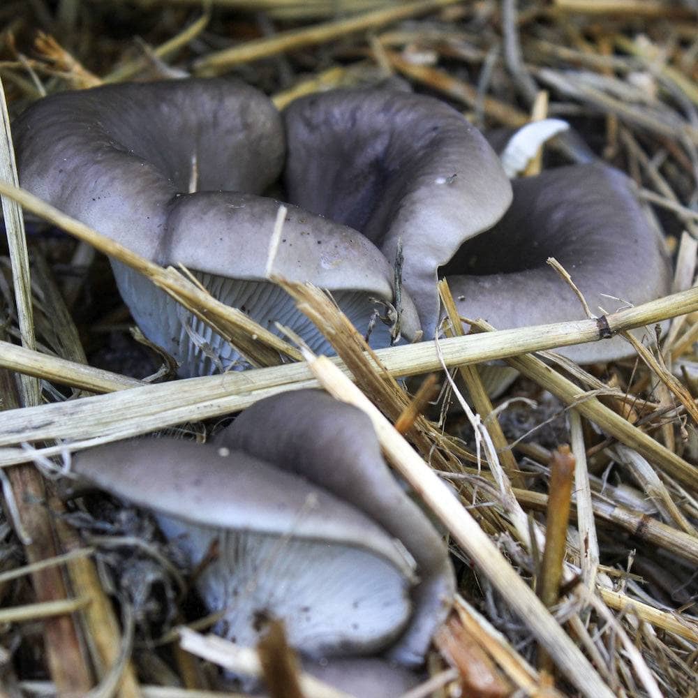 MycoStraw - Image 2
