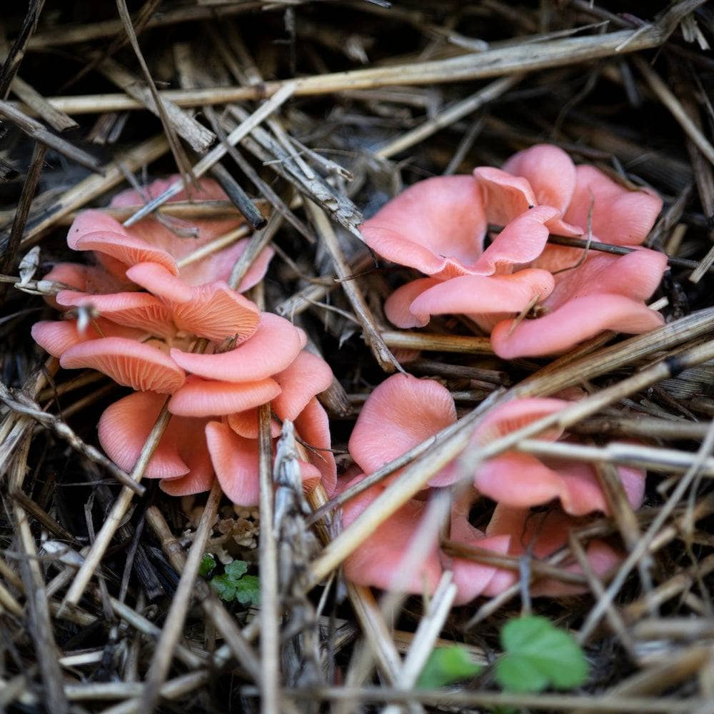 MycoStraw - Image 3