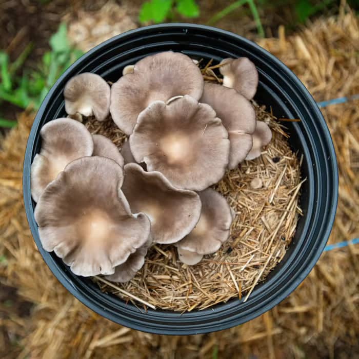 MycoStraw - Image 4