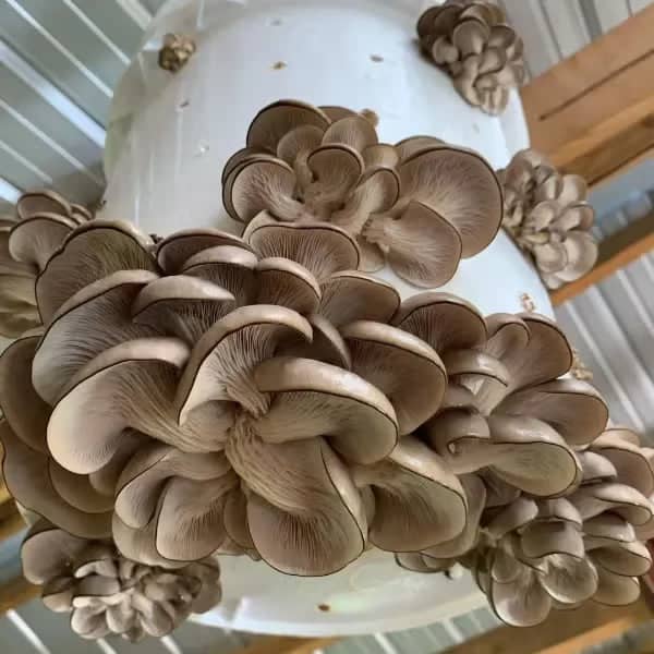 MycoStraw - Image 5